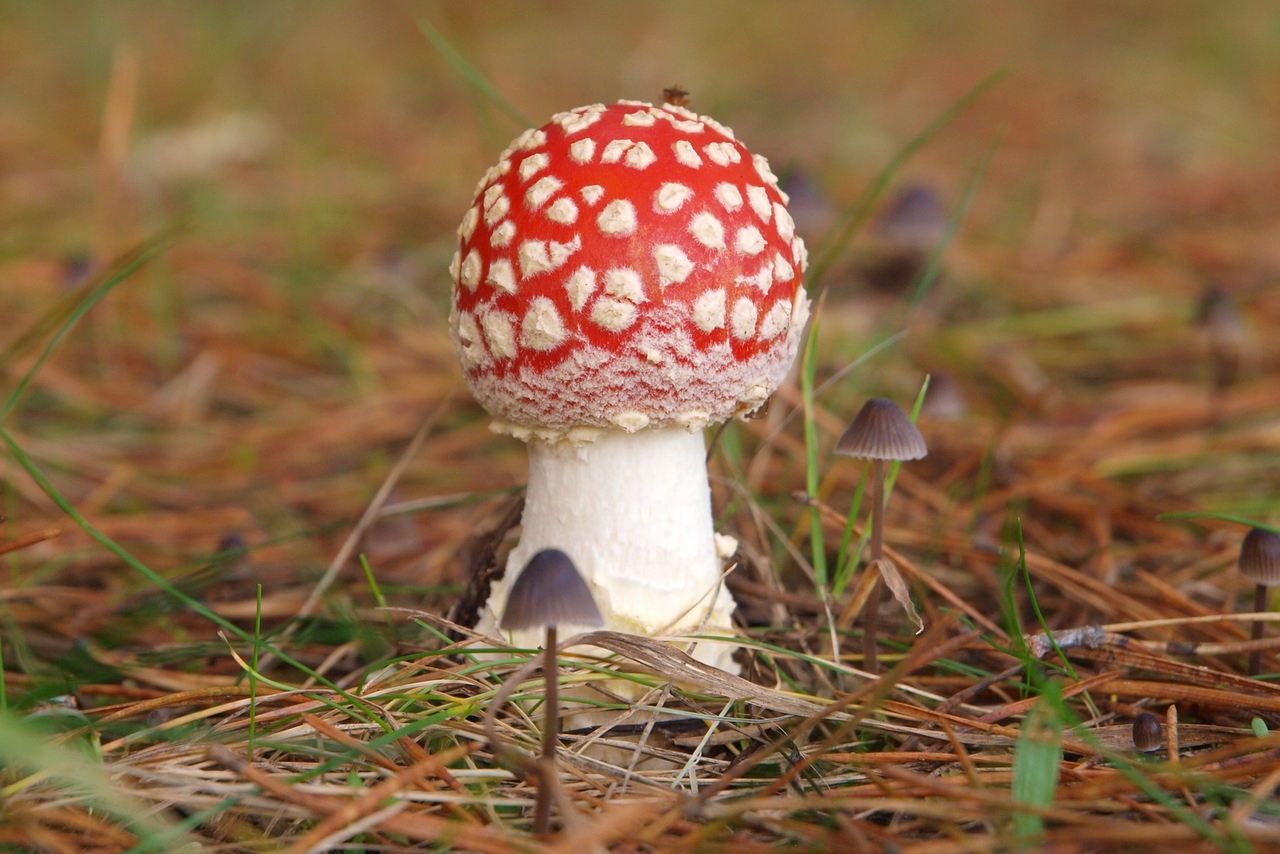 Nazwa:  PA307950.jpg
Wyświetleń: 111
Rozmiar:  543,6 KB