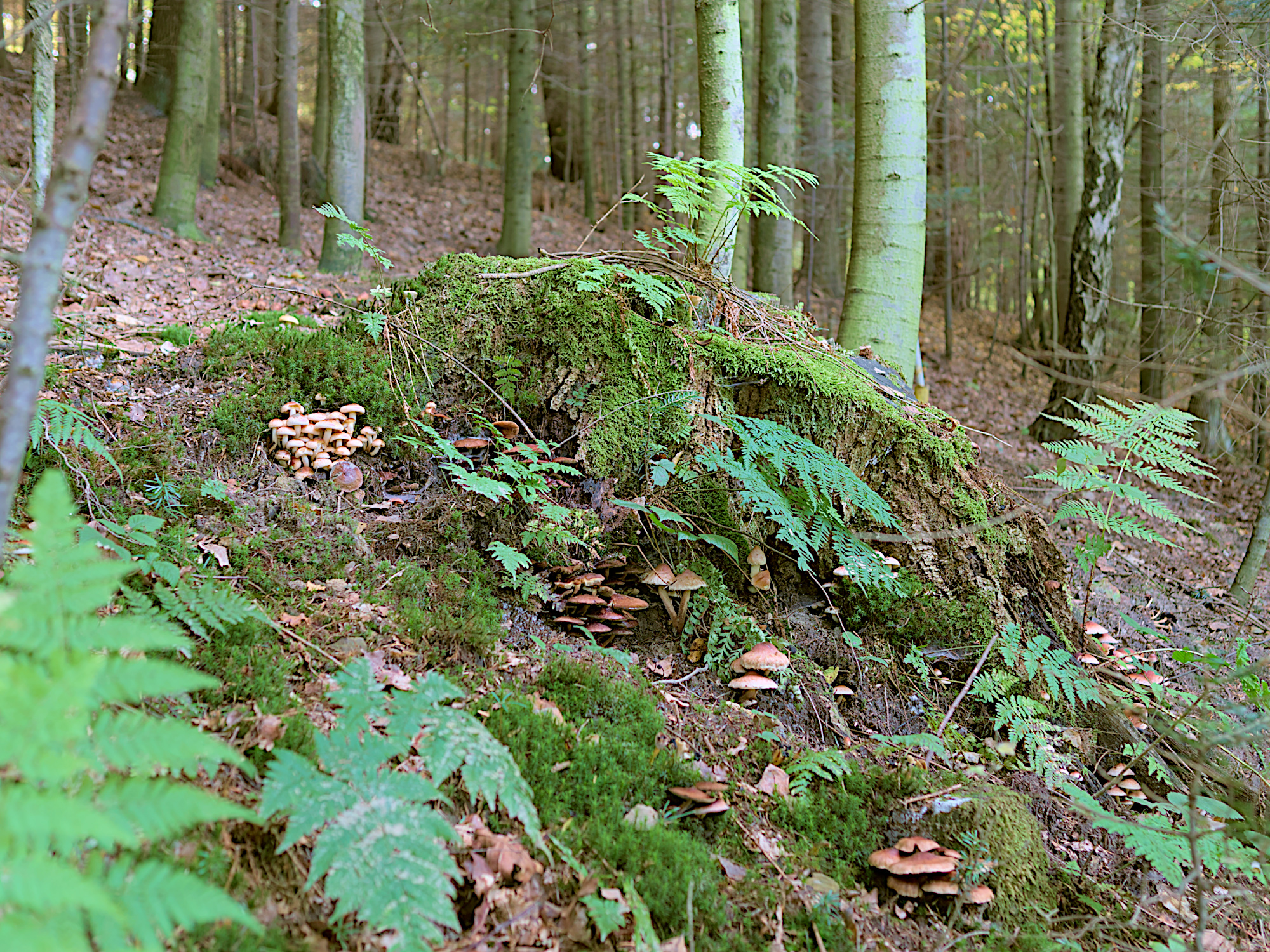 Nazwa:  P1061744_01.jpg
Wyświetleń: 204
Rozmiar:  2,03 MB