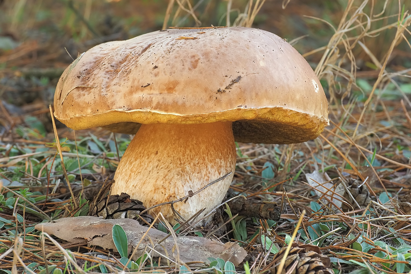 Nazwa:  borowik149302mf.jpg
Wyświetleń: 72
Rozmiar:  656,8 KB