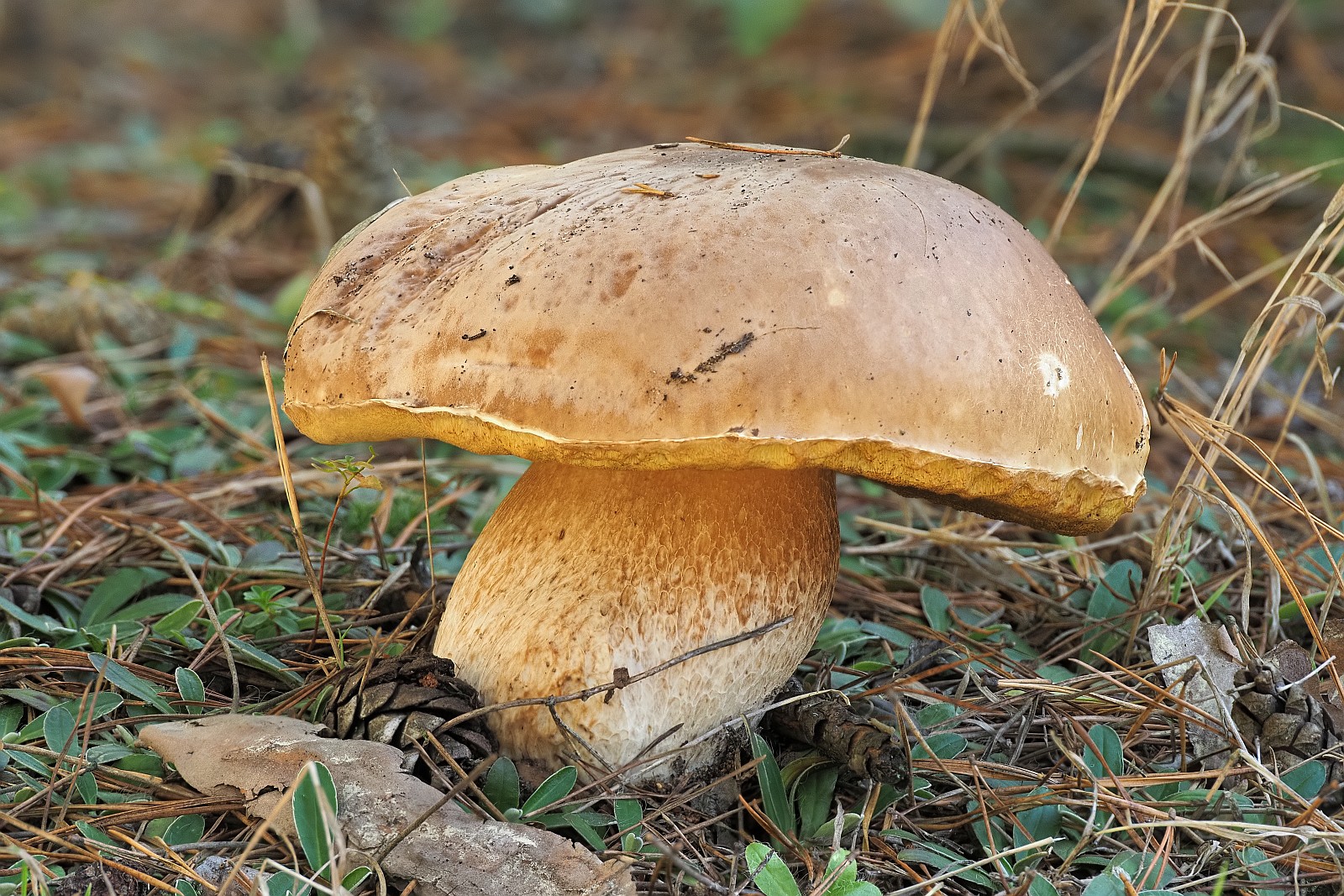 Nazwa:  borowik149442-5mf.jpg
Wyświetleń: 127
Rozmiar:  647,5 KB
