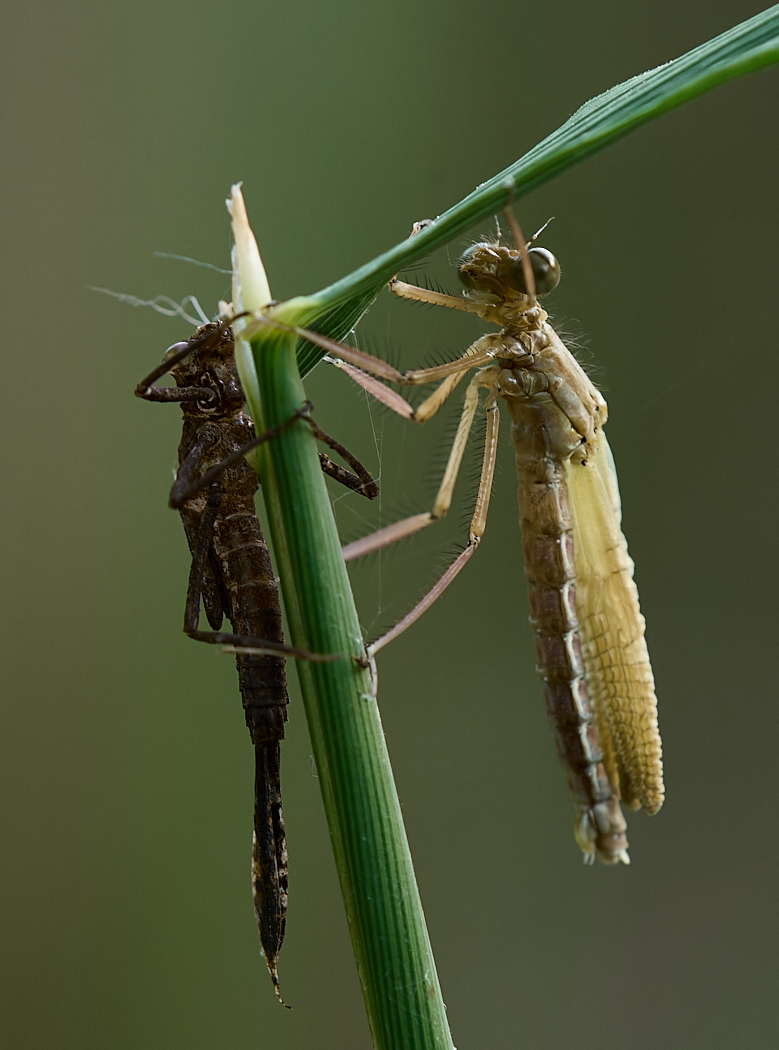 Nazwa:  _JBA5568-NEF 3.jpg
Wyświetleń: 269
Rozmiar:  567,8 KB