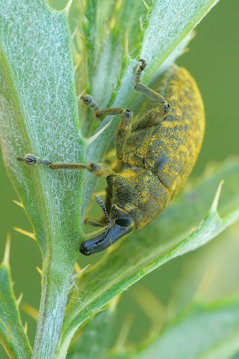 Nazwa:  53326600888_700eaed138_o.jpg
Wyświetleń: 257
Rozmiar:  232,6 KB