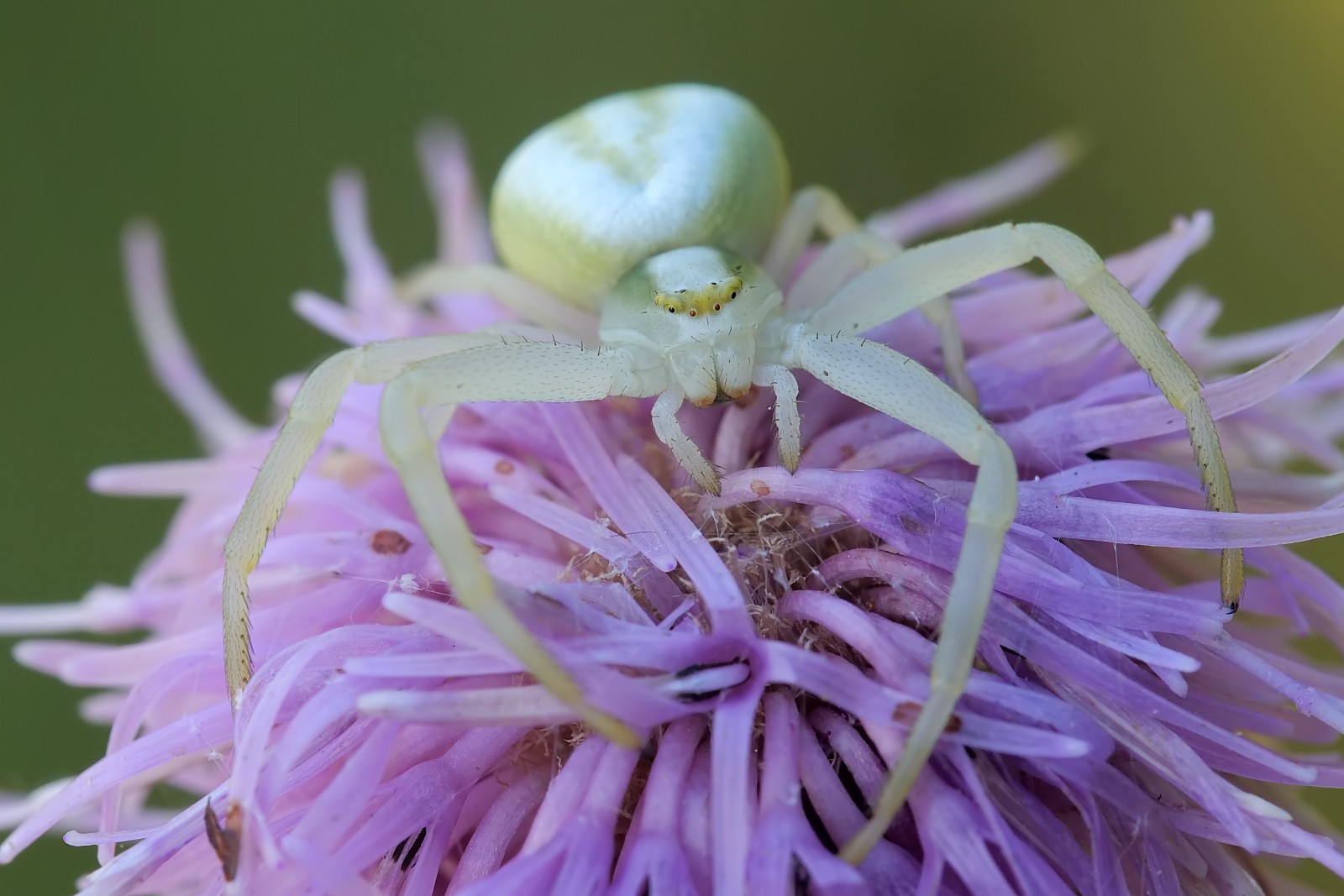 Nazwa:  53326725419_5e29a3928e_o.jpg
Wyświetleń: 245
Rozmiar:  221,0 KB