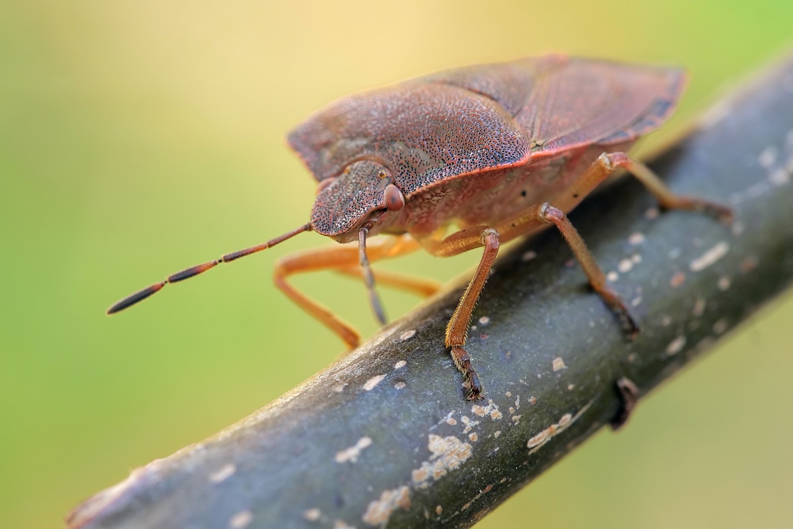 Nazwa:  53326636113_2f3a47f515_o.jpg
Wyświetleń: 200
Rozmiar:  197,6 KB