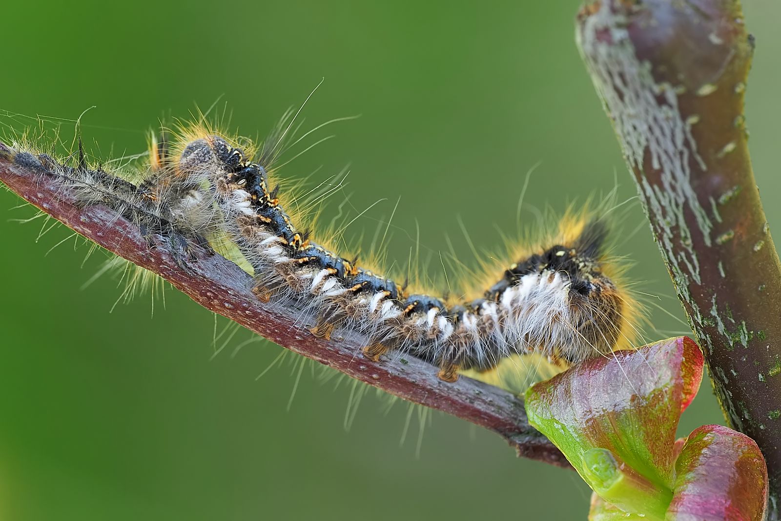 Nazwa:  53390476247_8d104f68cb_o.jpg
Wyświetleń: 200
Rozmiar:  247,1 KB