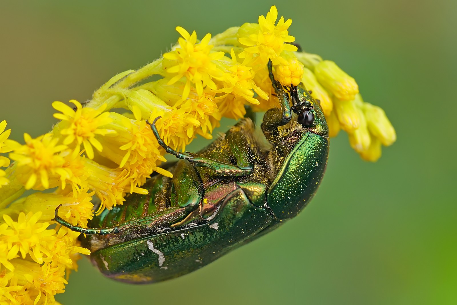 Nazwa:  53326760549_e39e58675c_o.jpg
Wyświetleń: 174
Rozmiar:  294,3 KB