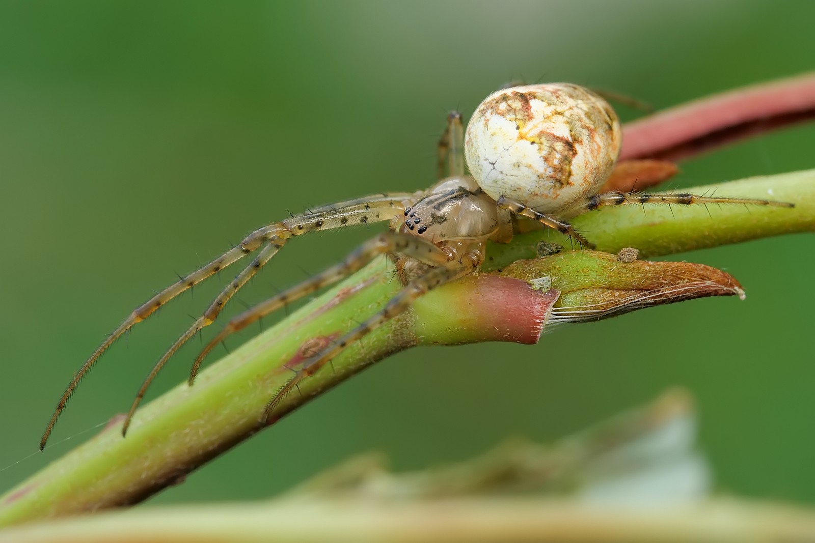 Nazwa:  53326775399_5f9ae56f28_o.jpg
Wyświetleń: 171
Rozmiar:  181,2 KB