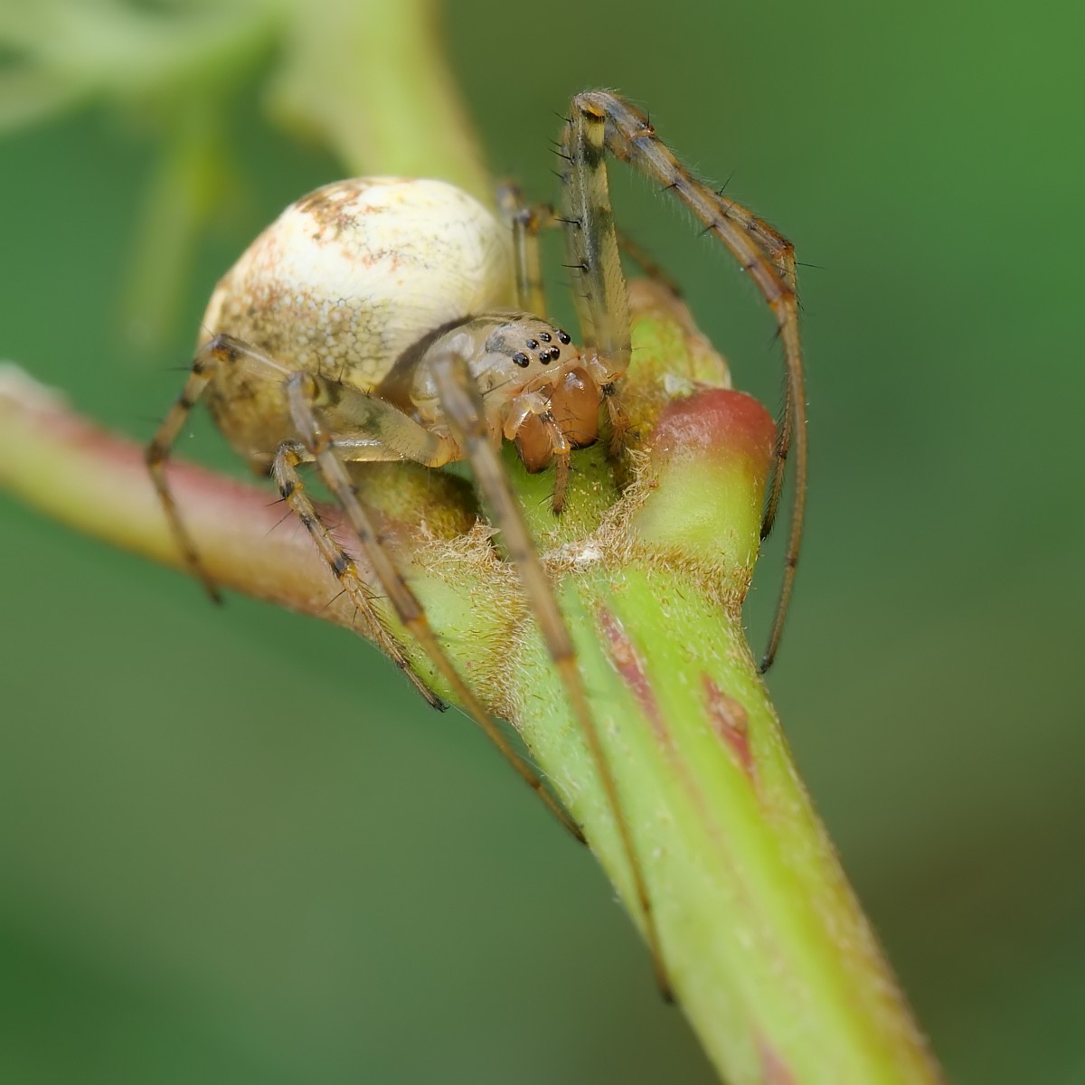 Nazwa:  53326428566_f4a529c8ec_o.jpg
Wyświetleń: 173
Rozmiar:  144,3 KB