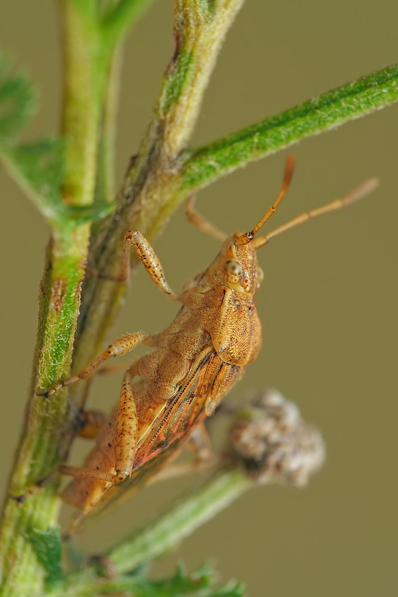 Nazwa:  53394993806_58e882bba8_o.jpg
Wyświetleń: 164
Rozmiar:  81,0 KB