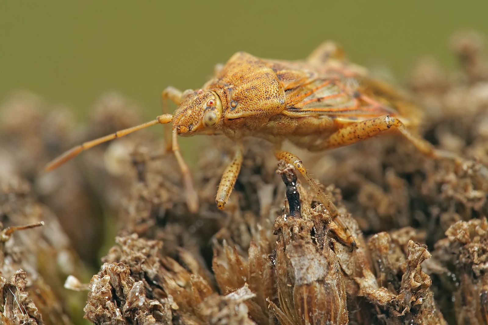 Nazwa:  53394993816_74b0690aba_o.jpg
Wyświetleń: 153
Rozmiar:  185,4 KB