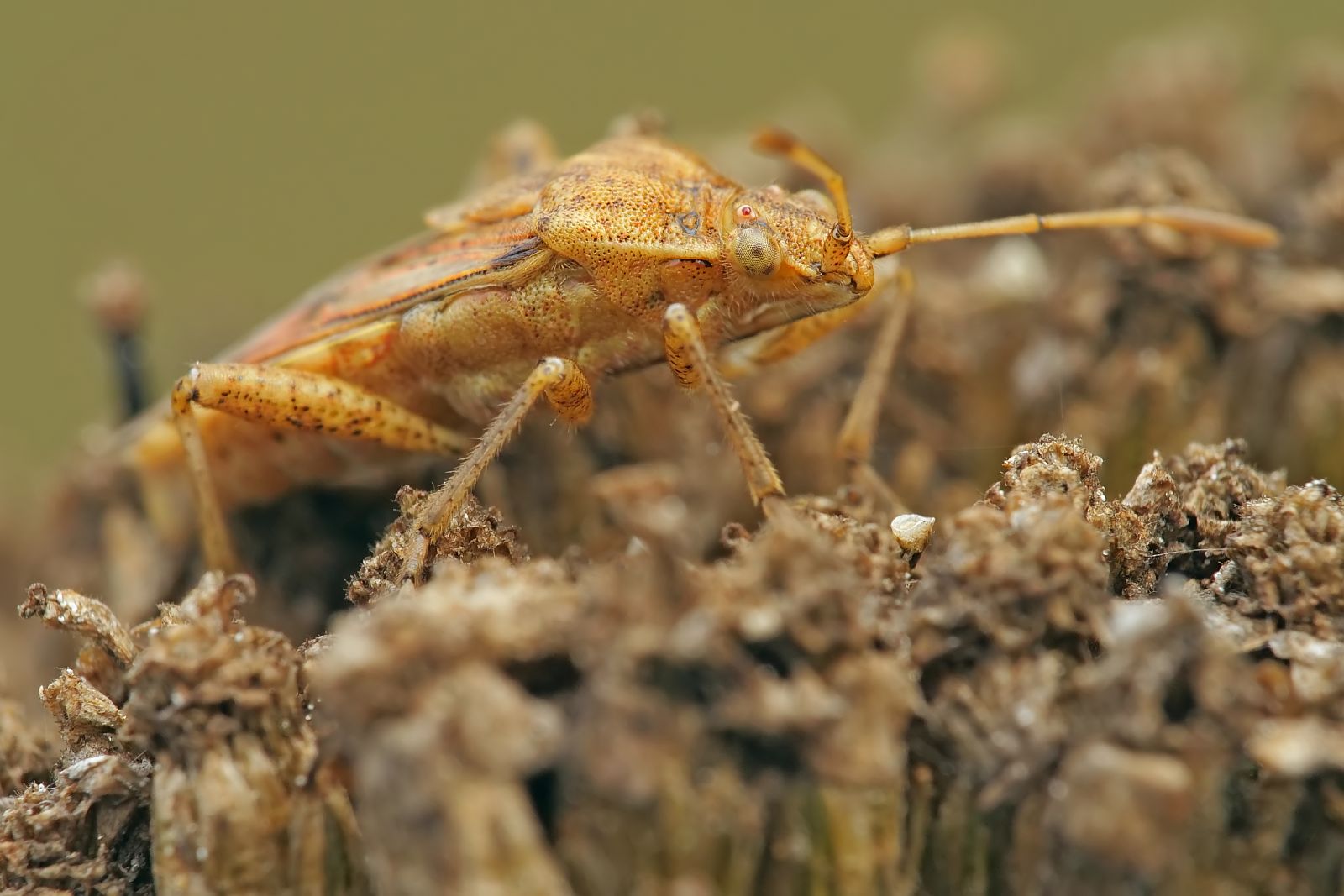 Nazwa:  53395305119_0b022d7236_o.jpg
Wyświetleń: 156
Rozmiar:  156,2 KB