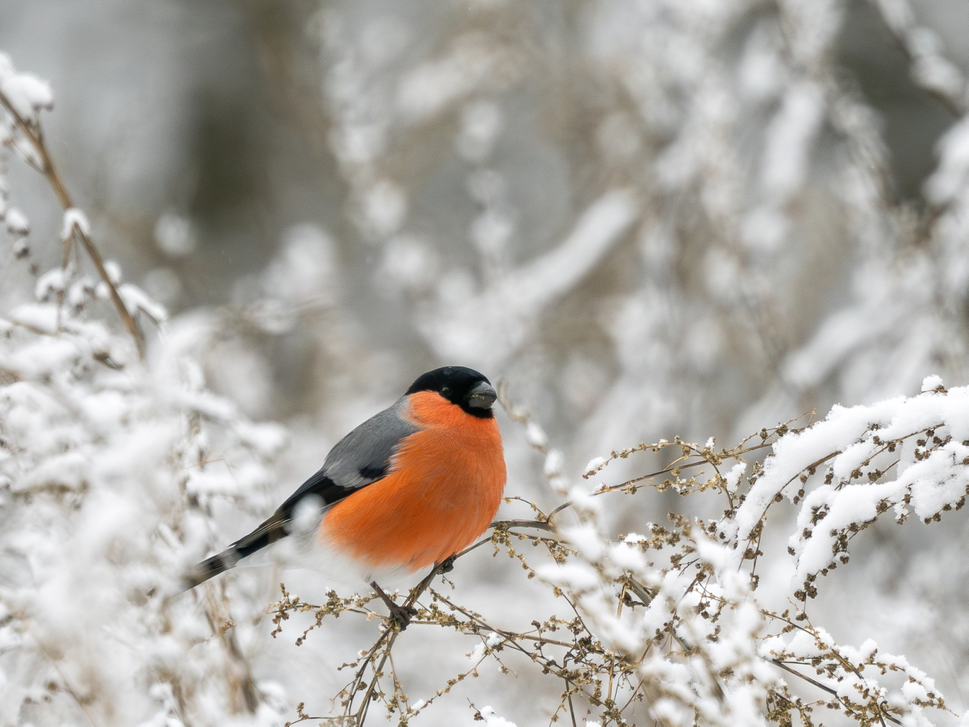 Nazwa:  PC030240_3.jpg
Wyświetleń: 166
Rozmiar:  651,4 KB