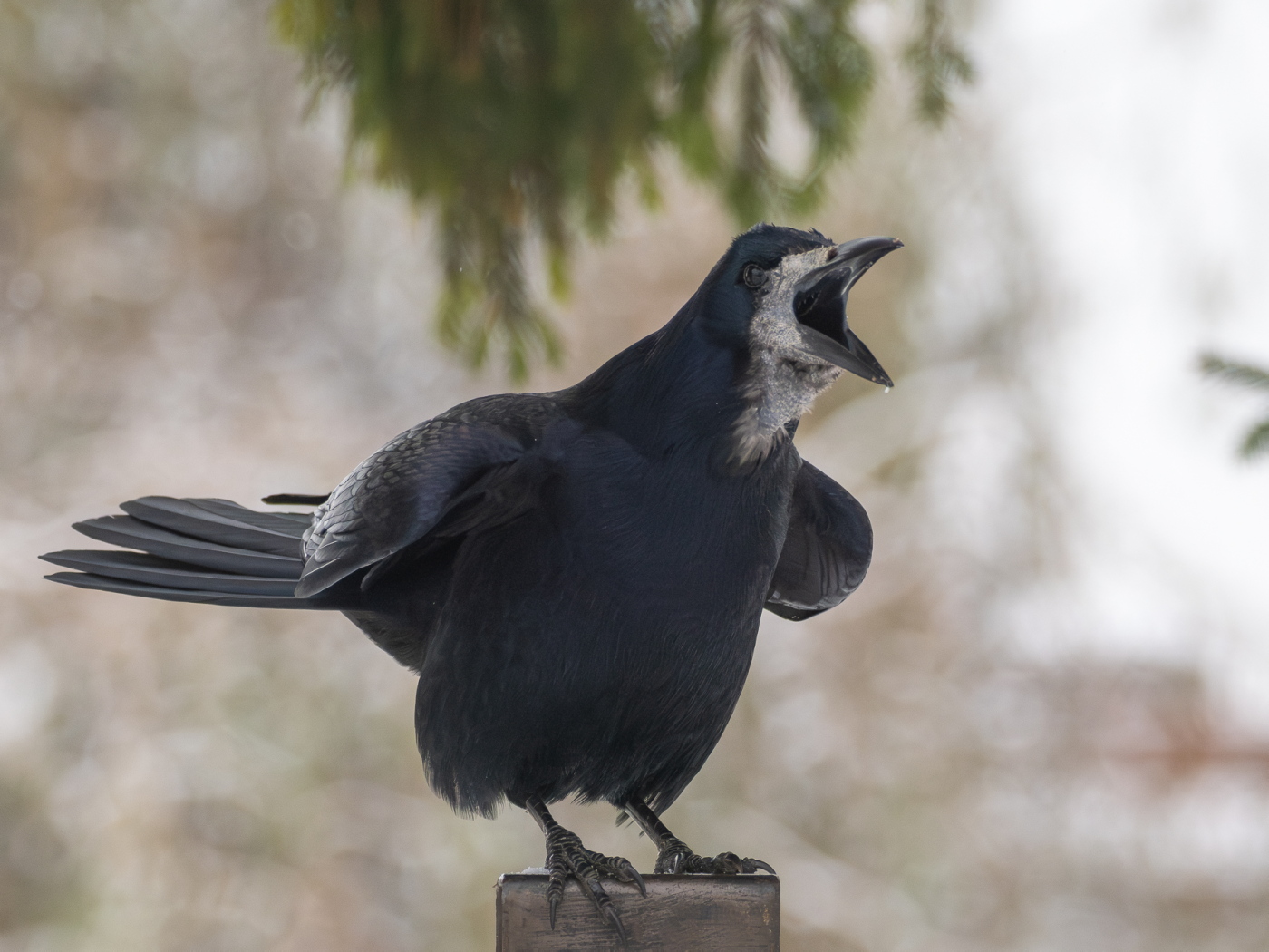 Nazwa:  PC030178_3.jpg
Wyświetleń: 166
Rozmiar:  467,0 KB