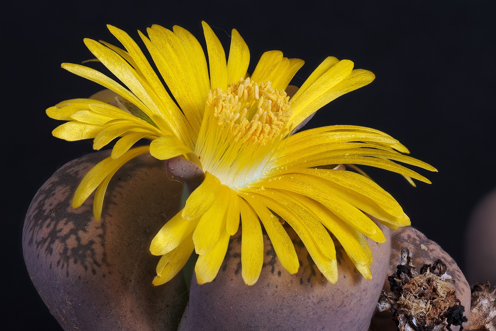 Nazwa:  Lithops053130-44o.jpg
Wyświetleń: 206
Rozmiar:  482,7 KB
