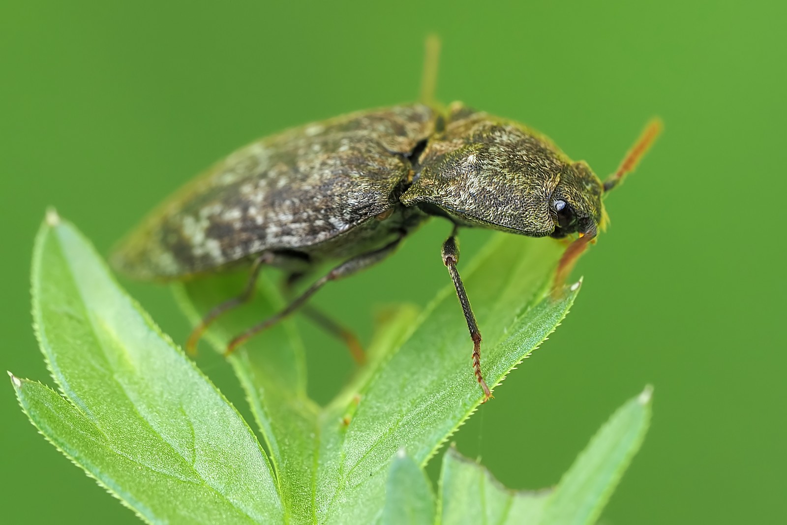 Nazwa:  53515483569_8470b60a0a_o.jpg
Wyświetleń: 176
Rozmiar:  222,8 KB