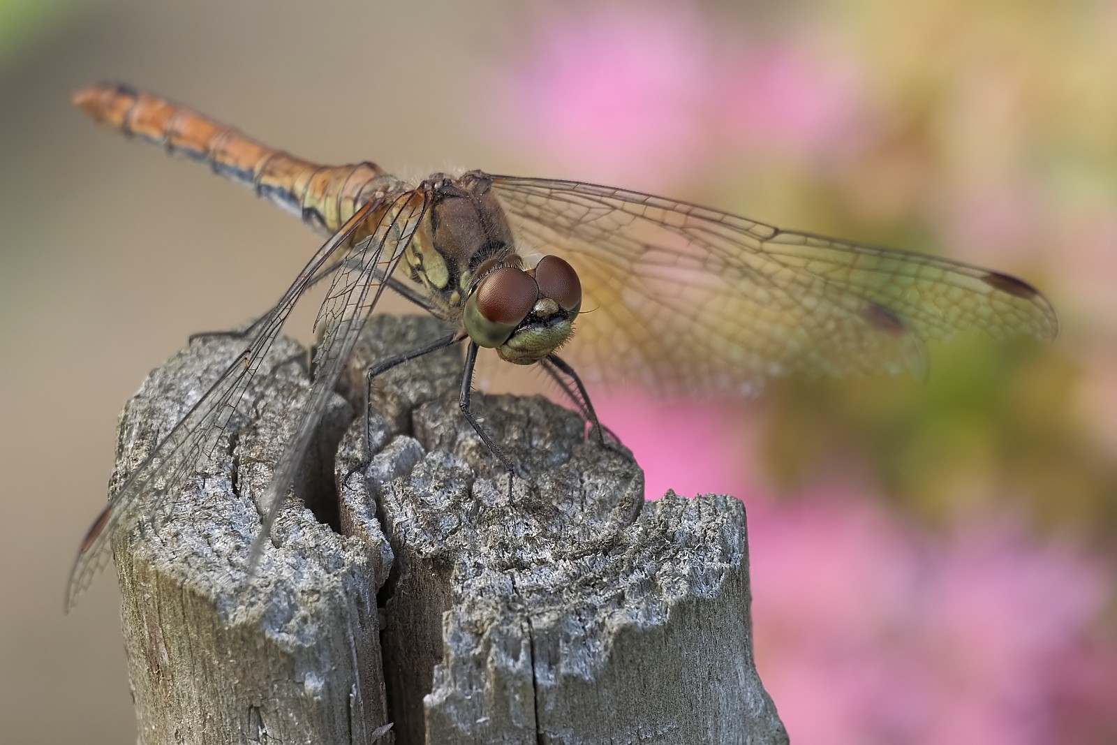 Nazwa:  53515400023_f5afd55353_o.jpg
Wyświetleń: 136
Rozmiar:  308,1 KB
