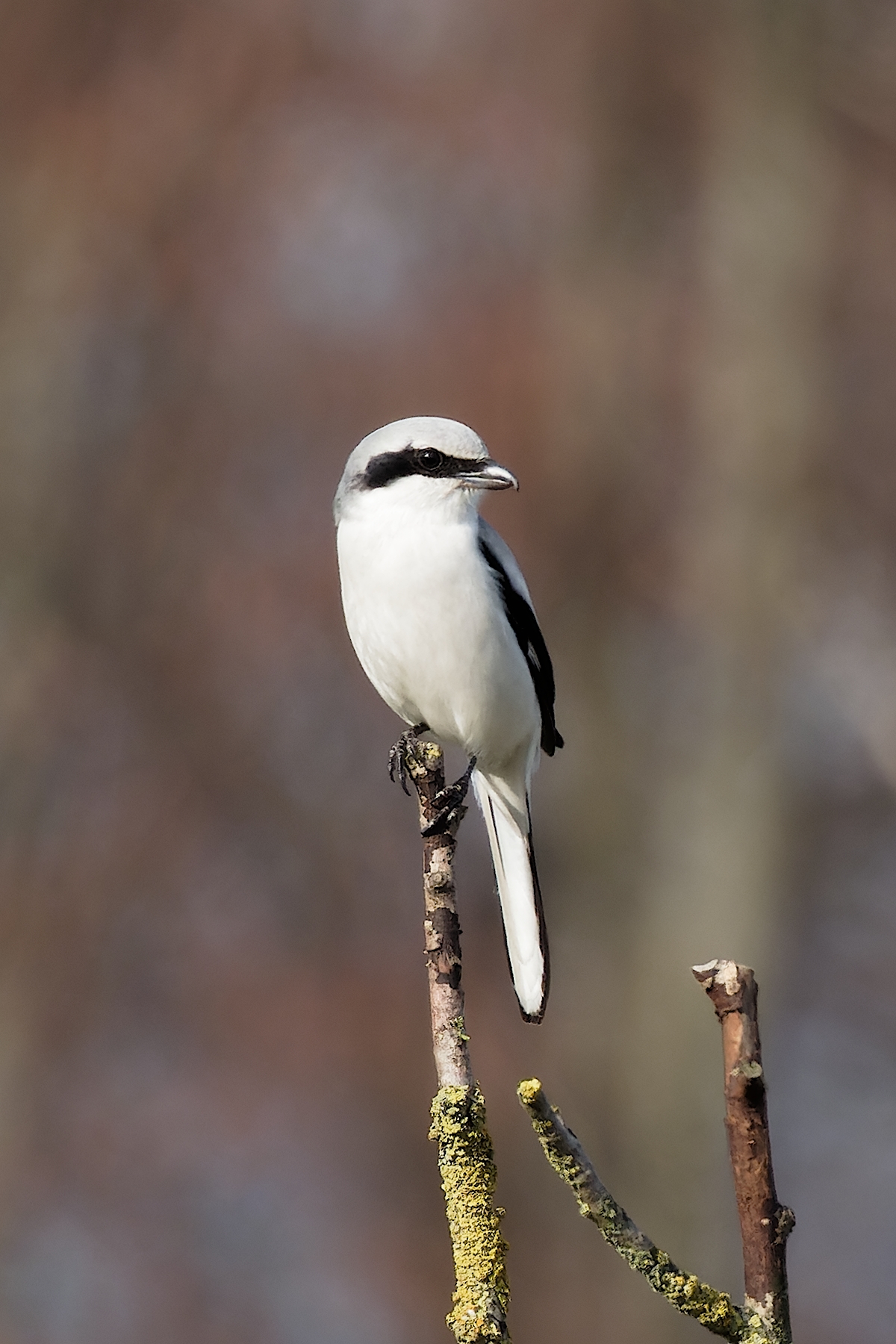 Nazwa:  srokosz 2.jpg
Wyświetleń: 102
Rozmiar:  1,09 MB