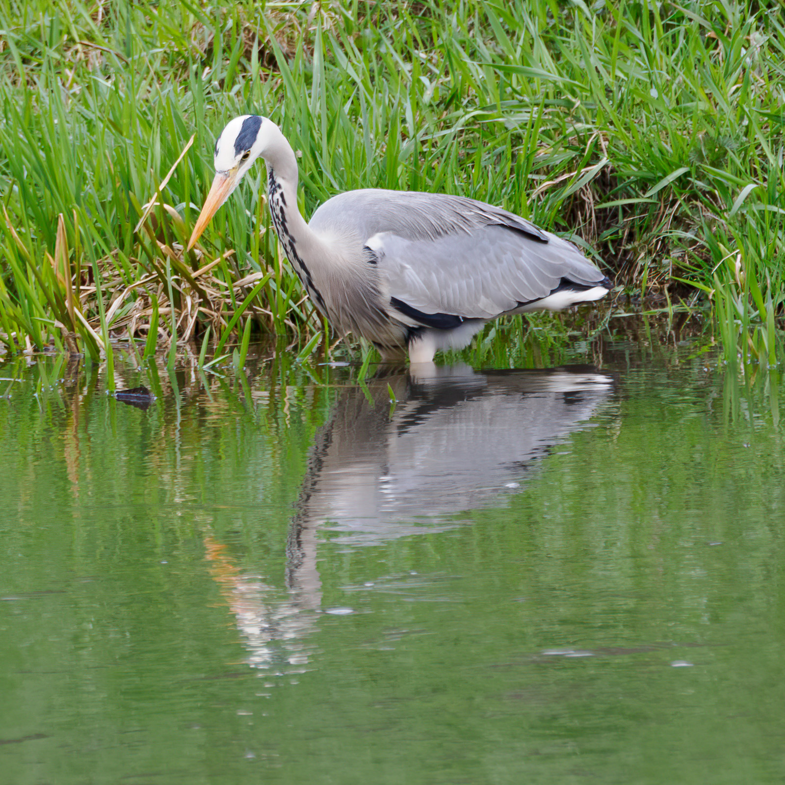Nazwa:  Ardea cinerea - Czapla siwa - 20230403_173745_1600.jpg
Wyświetleń: 212
Rozmiar:  1.013,9 KB