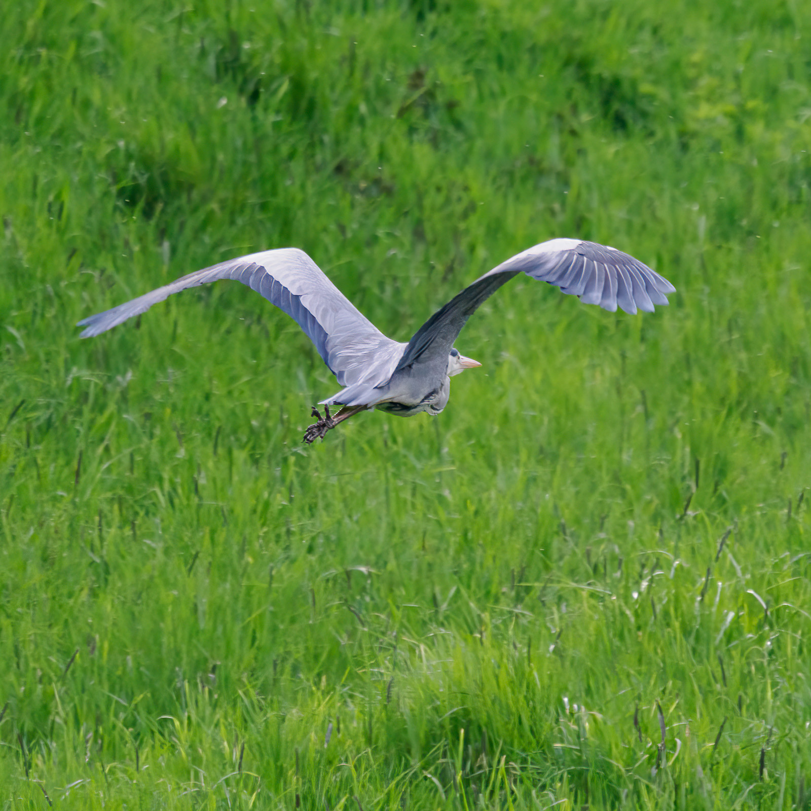 Nazwa:  Ardea cinerea - Czapla siwa - 20230427_180100_1600.jpg
Wyświetleń: 211
Rozmiar:  676,3 KB