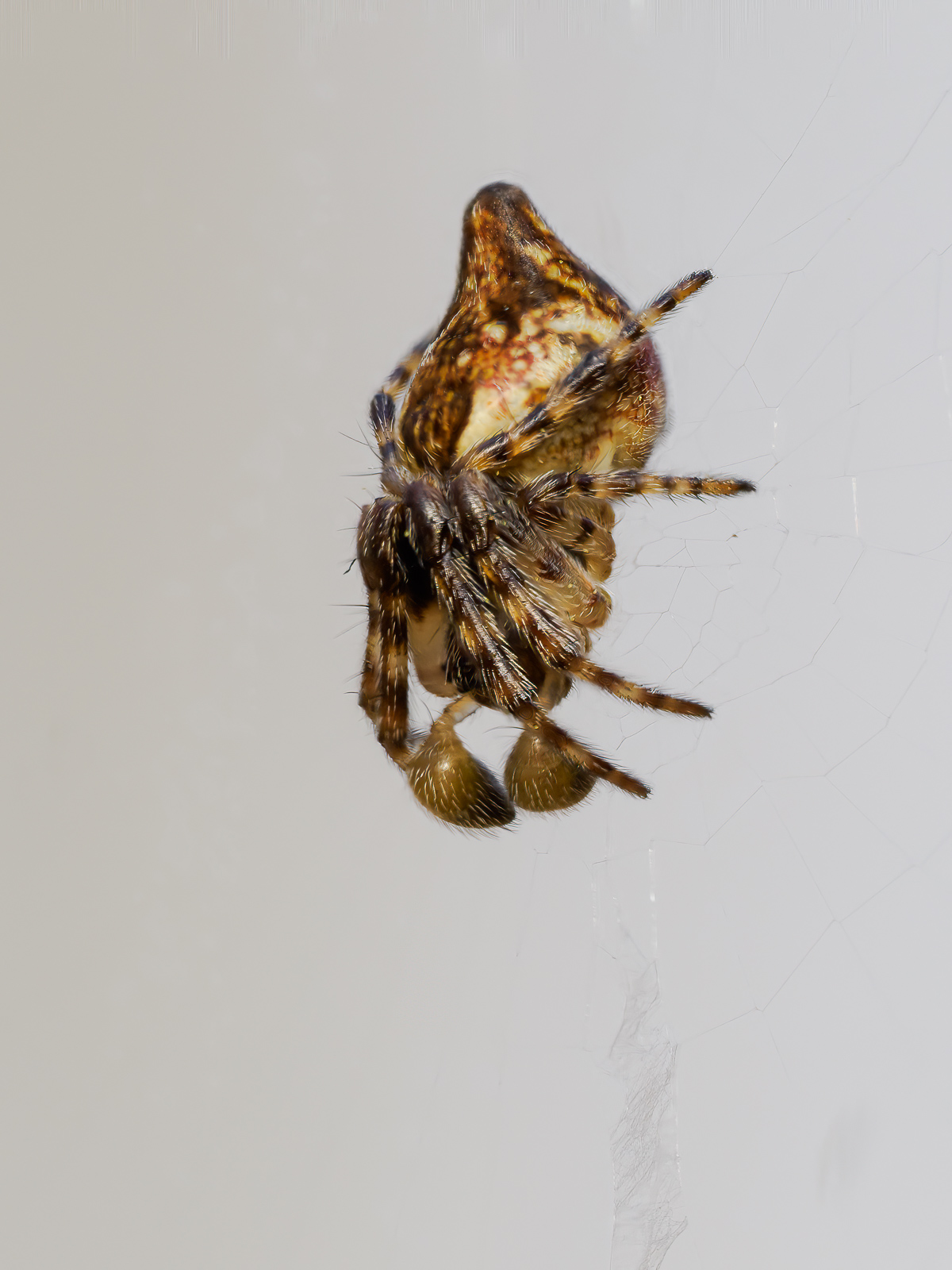 Nazwa:  Cyclosa conica - Kołosz stożkowaty - 20240216_134139-2_1600.jpg
Wyświetleń: 165
Rozmiar:  468,4 KB