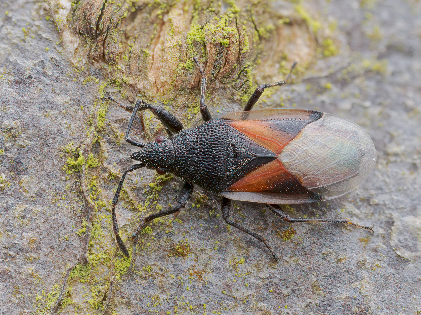 Nazwa:  53553442554_1db2ac8f0d_o.jpg
Wyświetleń: 348
Rozmiar:  1,86 MB