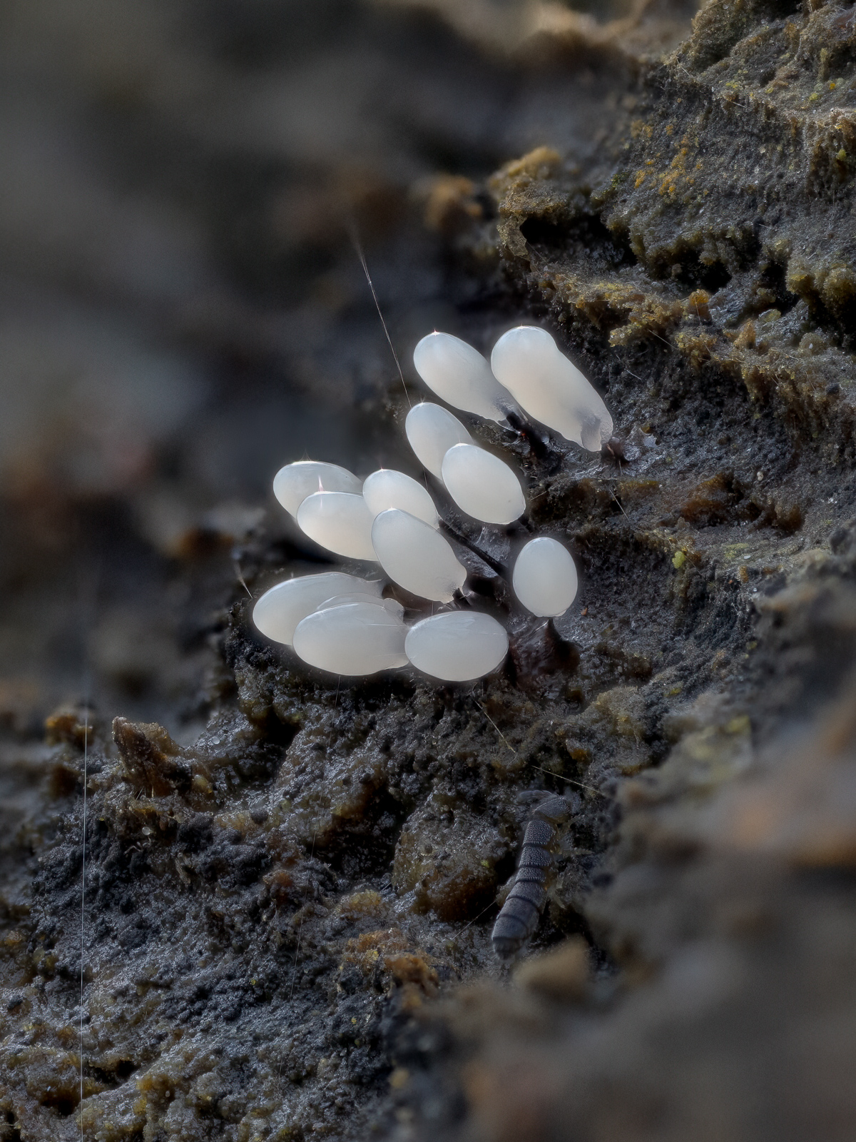 Nazwa:  53554476038_7754f48a99_o.jpg
Wyświetleń: 337
Rozmiar:  1,02 MB