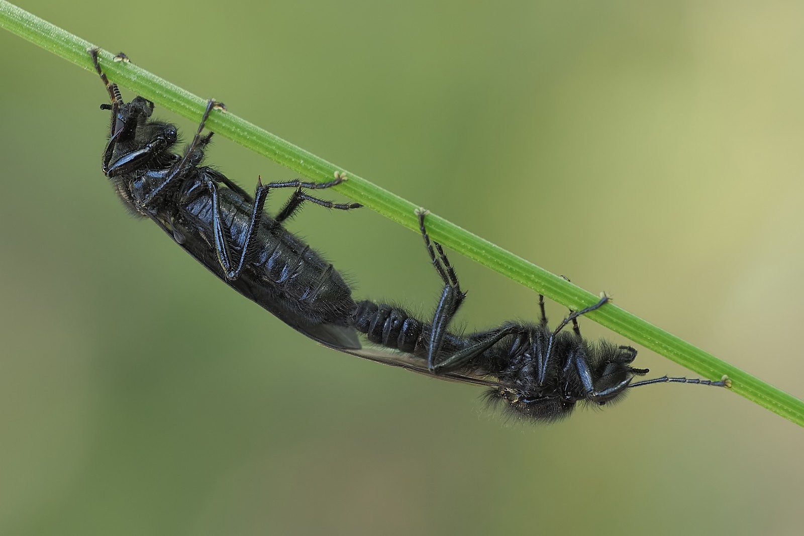 Nazwa:  53548169910_9d897c767b_o.jpg
Wyświetleń: 216
Rozmiar:  166,5 KB