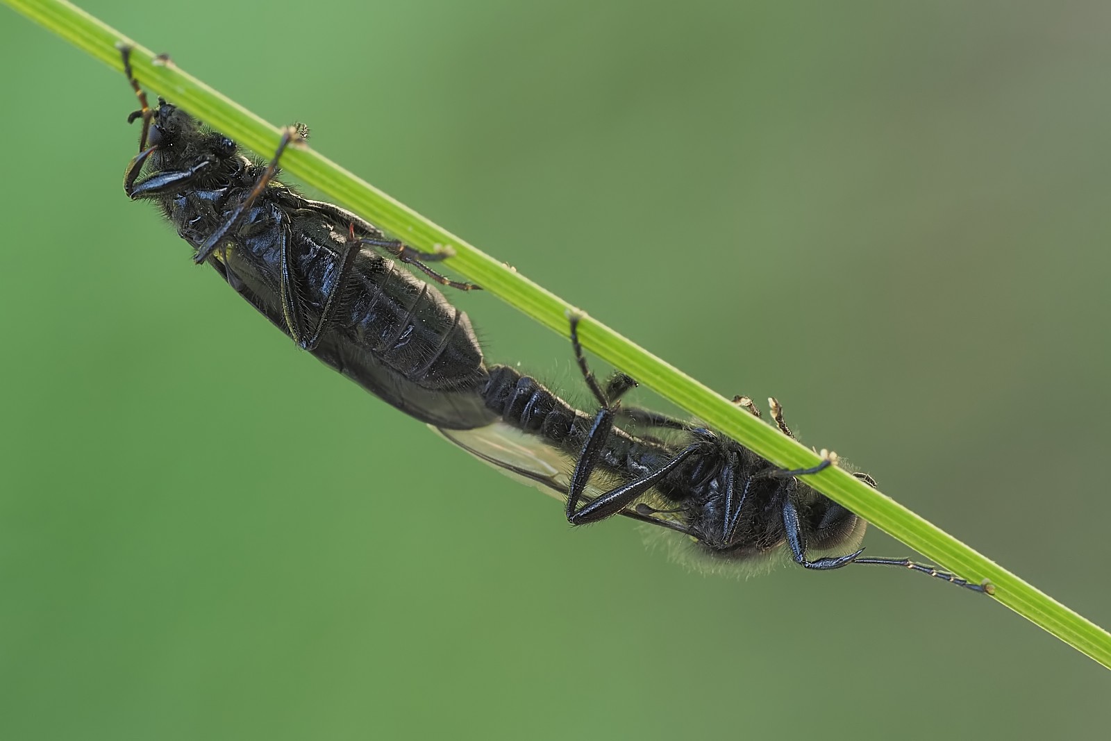 Nazwa:  lenie035719mf.jpg
Wyświetleń: 198
Rozmiar:  154,6 KB