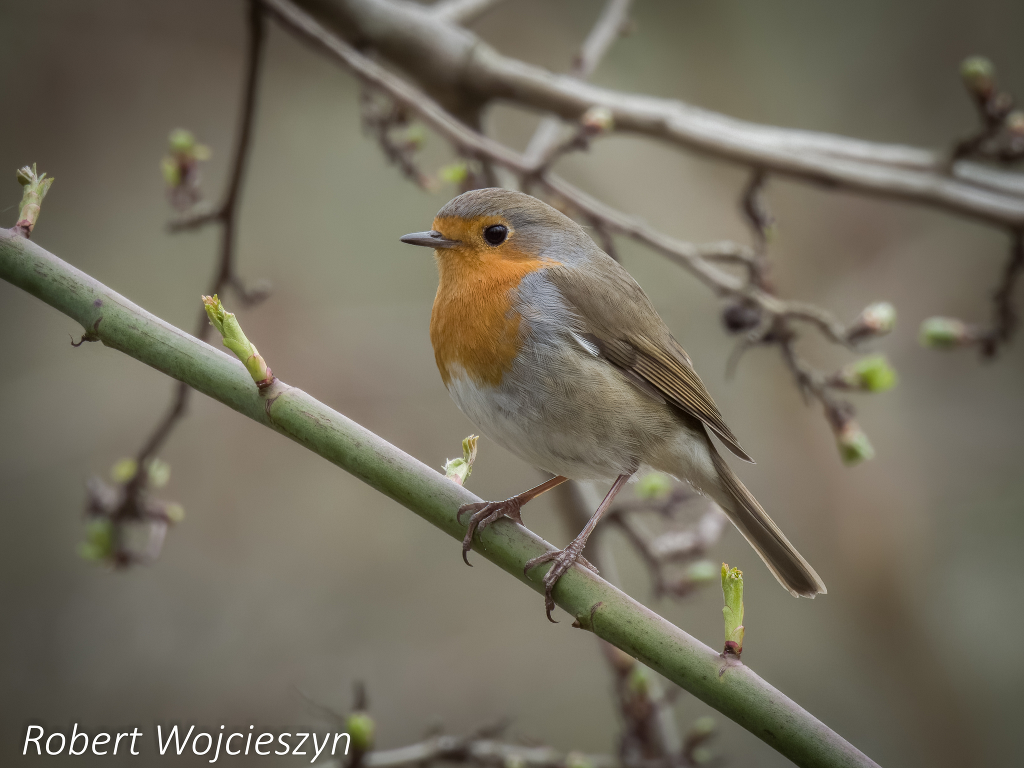 Nazwa:  DSCN0566-fej.JPG
Wyświetleń: 81
Rozmiar:  1,05 MB