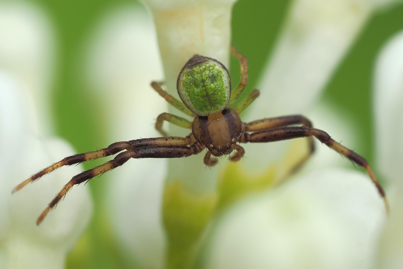 Nazwa:  53555845904_e7ed96dfa7_o.jpg
Wyświetleń: 203
Rozmiar:  143,6 KB