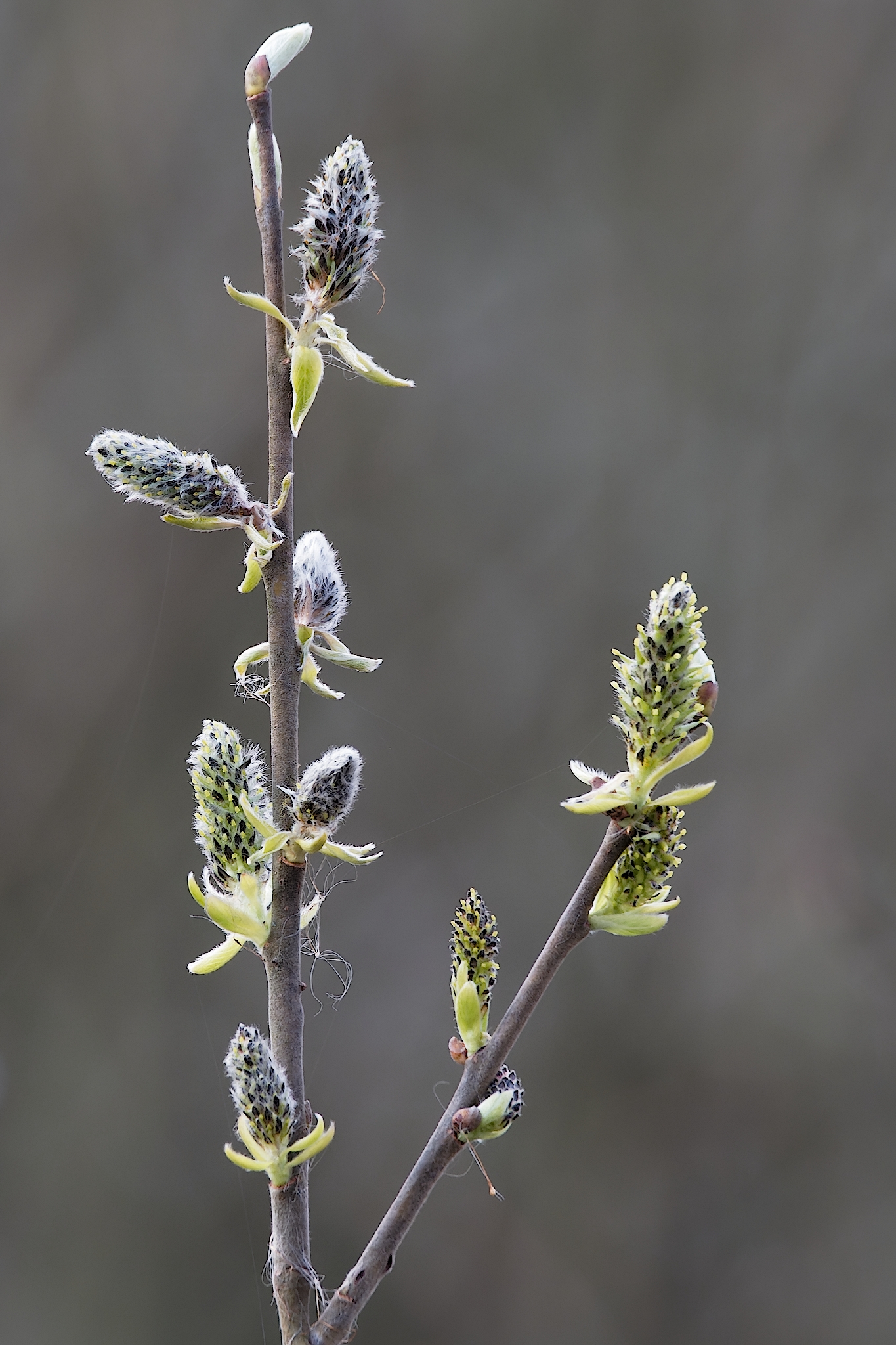 Nazwa:  P3250220-ORF_DxO_DeepPRIME_DXO_hf.jpg
Wyświetleń: 334
Rozmiar:  1,49 MB