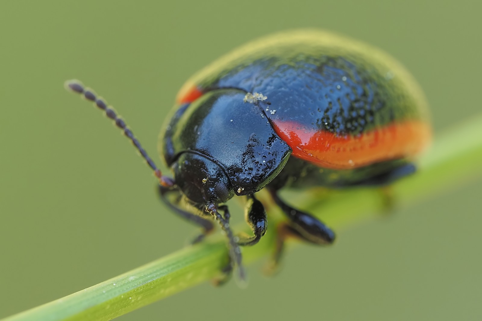 Nazwa:  53555530396_ac43903046_o.jpg
Wyświetleń: 164
Rozmiar:  132,5 KB