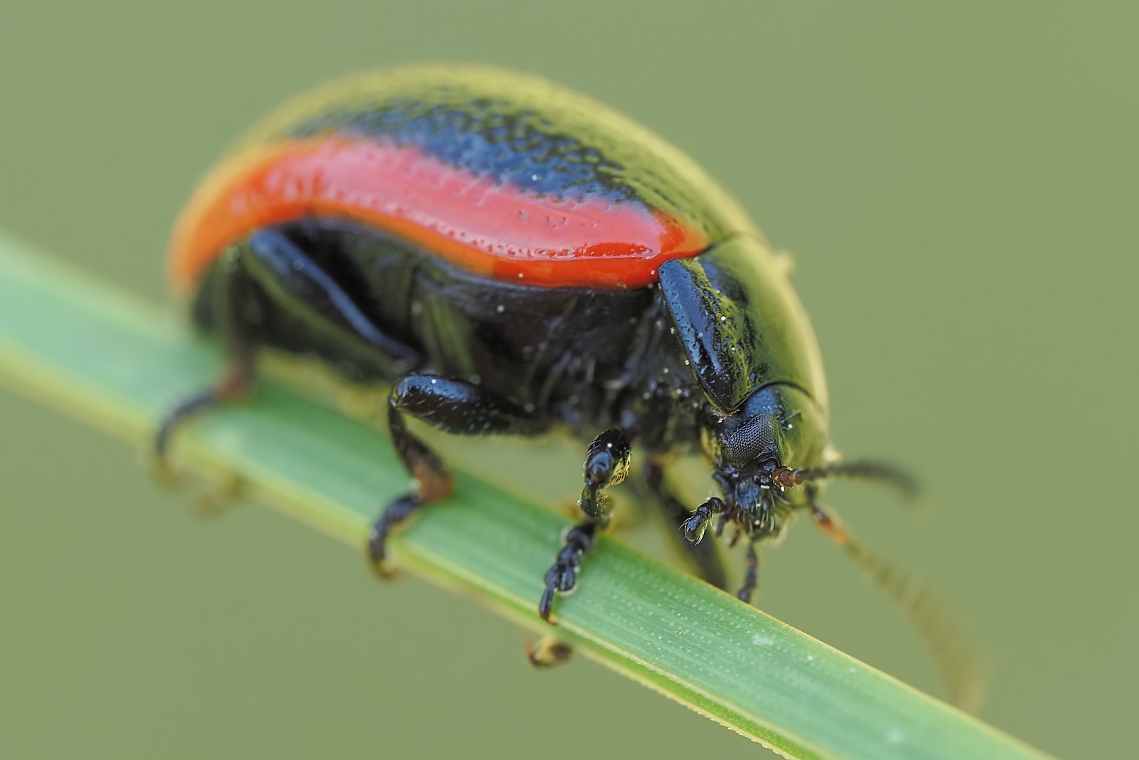 Nazwa:  53555977745_842534c8ef_o.jpg
Wyświetleń: 166
Rozmiar:  131,1 KB