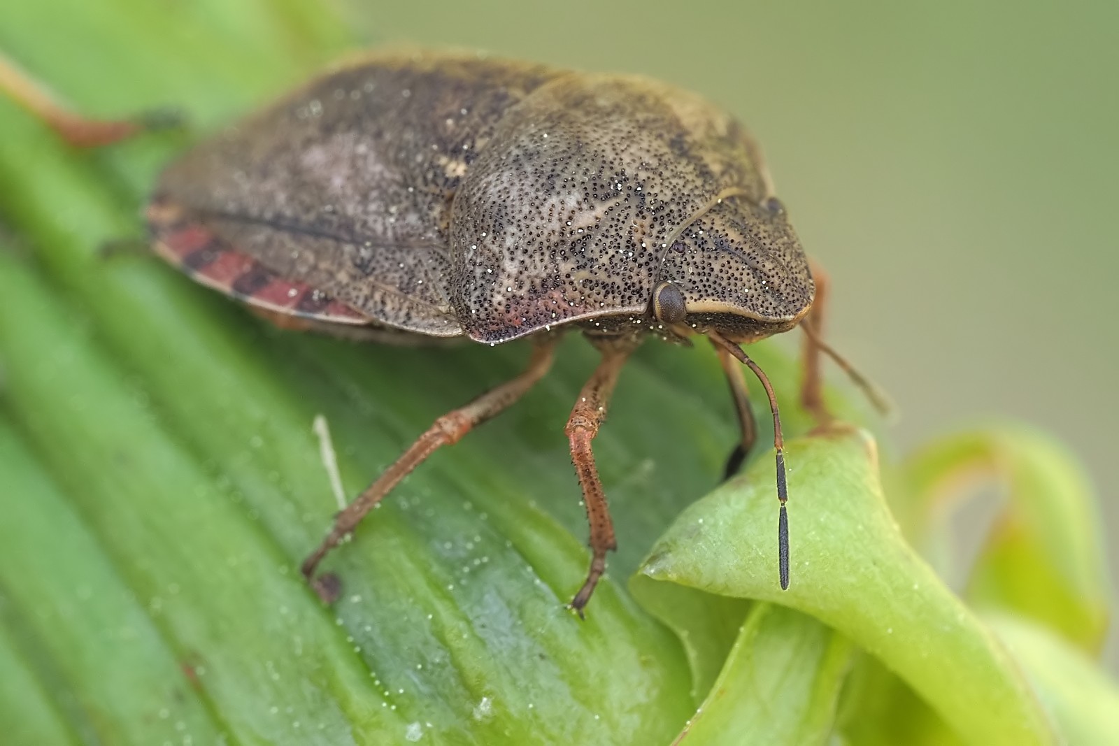 Nazwa:  53554724162_47a3354fa8_o.jpg
Wyświetleń: 164
Rozmiar:  208,3 KB