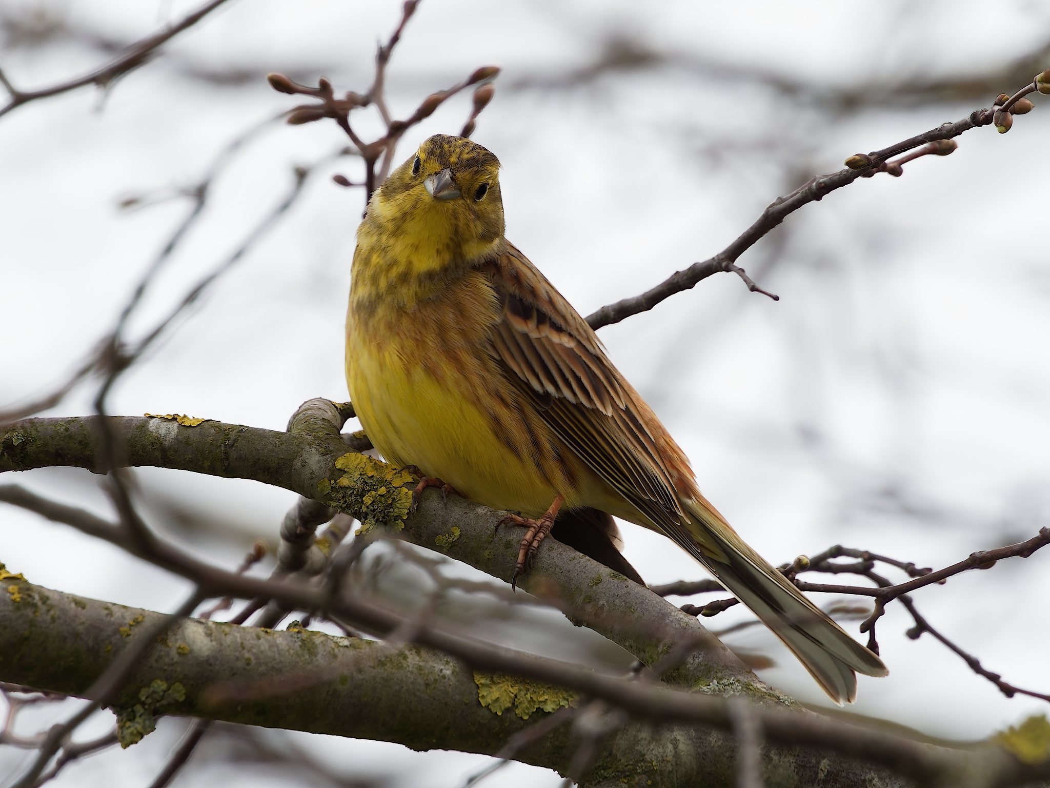 Nazwa:  trznadel 1.jpg
Wyświetleń: 306
Rozmiar:  1,49 MB