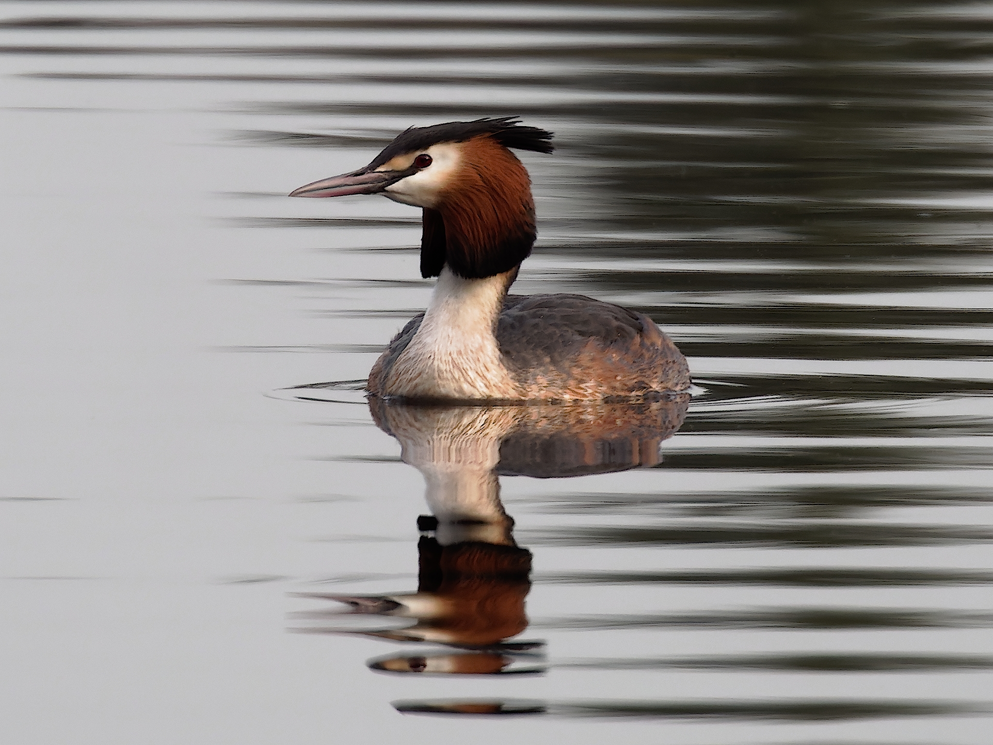 Nazwa:  perkoz 2.jpg
Wyświetleń: 283
Rozmiar:  2,05 MB