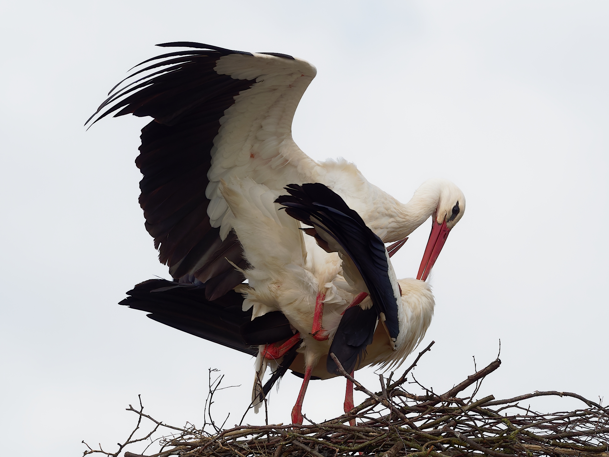 Nazwa:  para bocianów.jpg
Wyświetleń: 252
Rozmiar:  1,34 MB