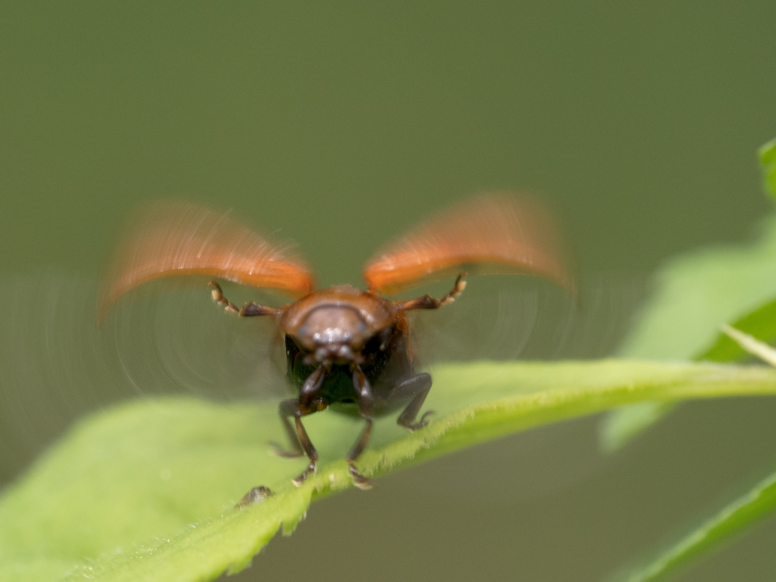 Nazwa:  Gonioctena quinquepunctata - Szubarga pięciokropka - 20240407_132632_1600.jpg
Wyświetleń: 151
Rozmiar:  859,2 KB