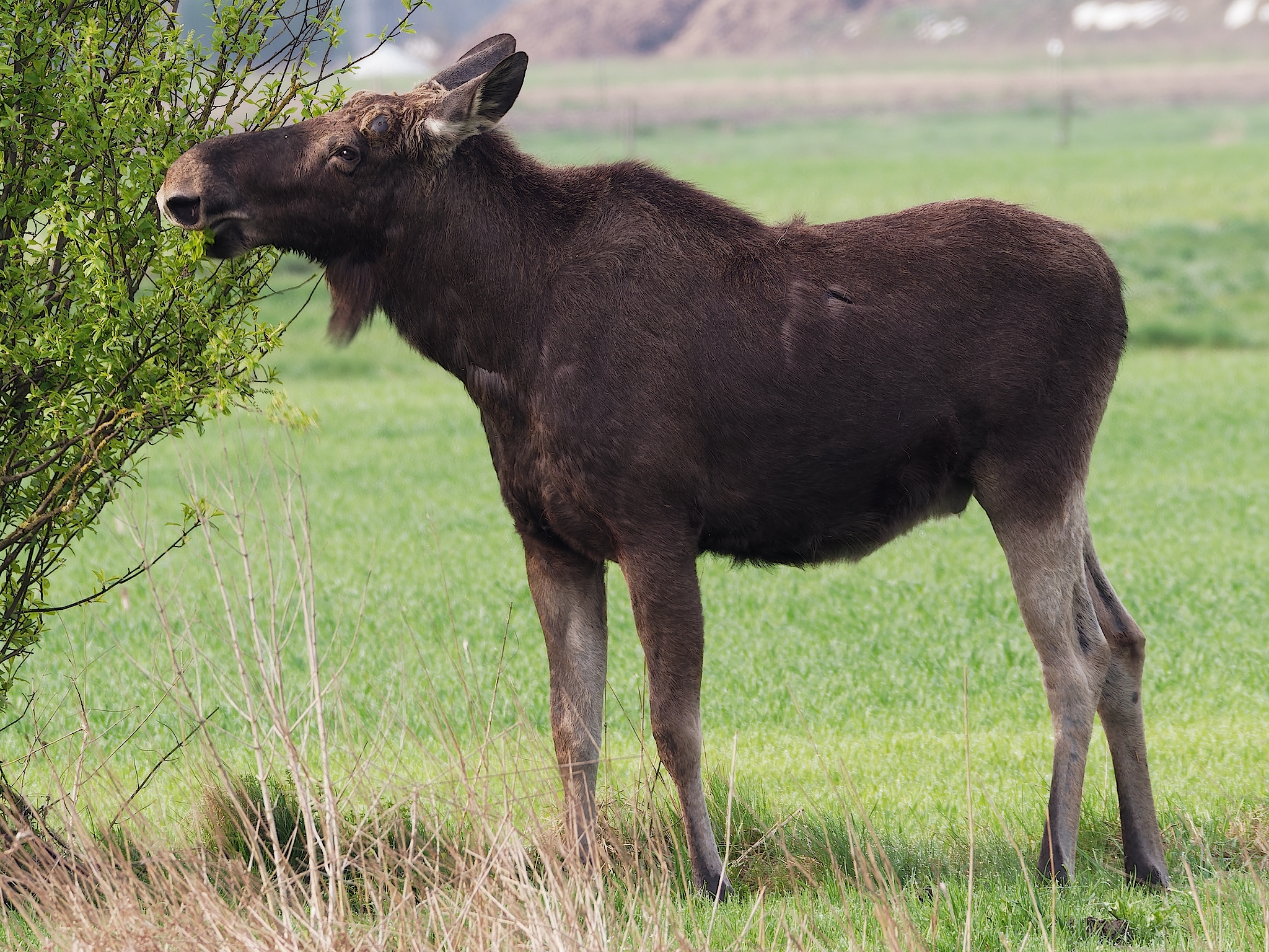 Nazwa:  łoś 1.jpg
Wyświetleń: 262
Rozmiar:  2,82 MB