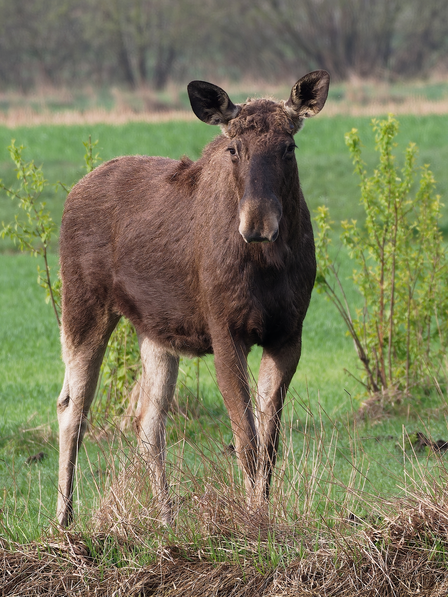 Nazwa:  łoś 2.jpg
Wyświetleń: 260
Rozmiar:  3,03 MB