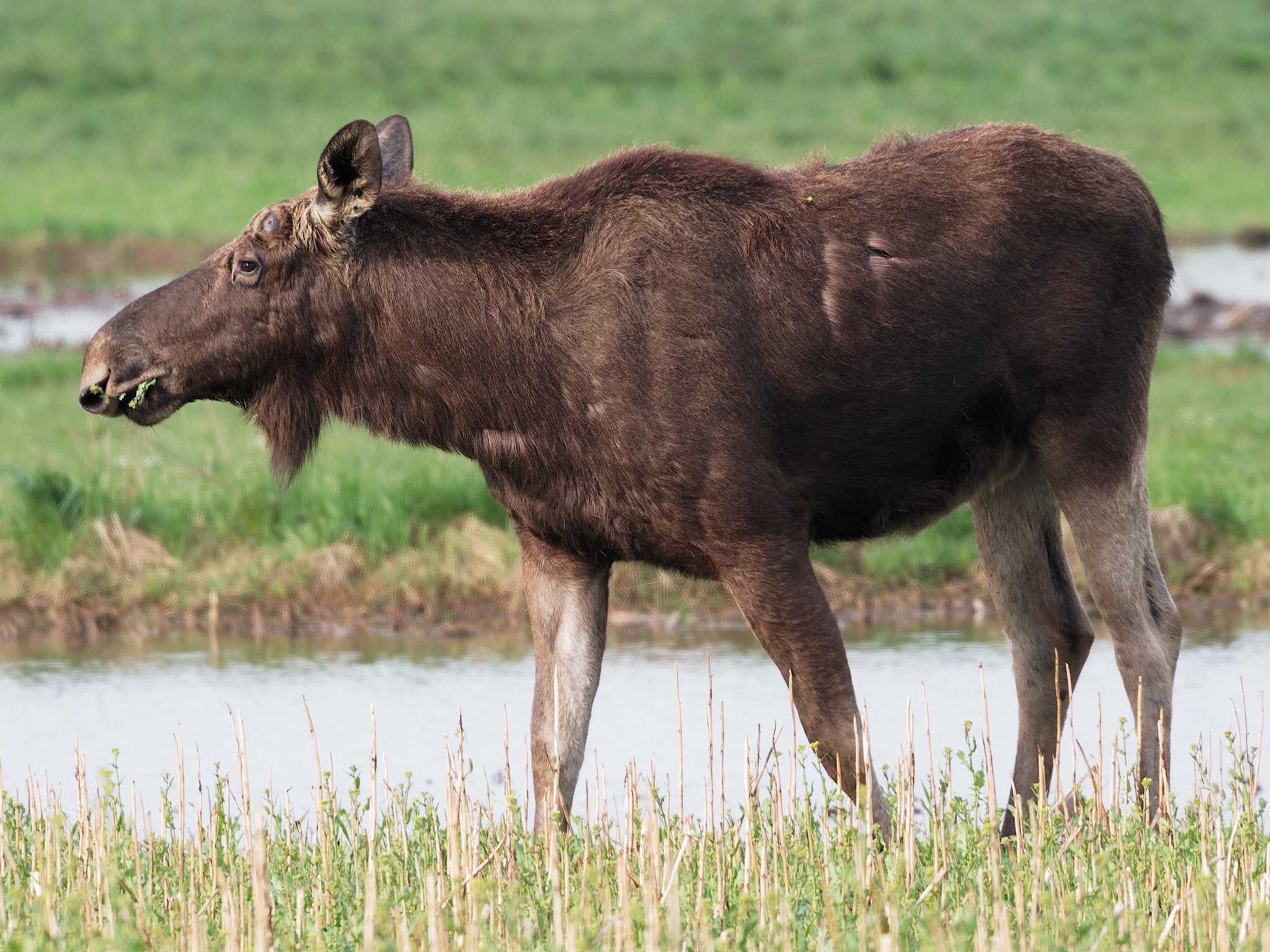 Nazwa:  łoś 3.jpg
Wyświetleń: 215
Rozmiar:  2,26 MB