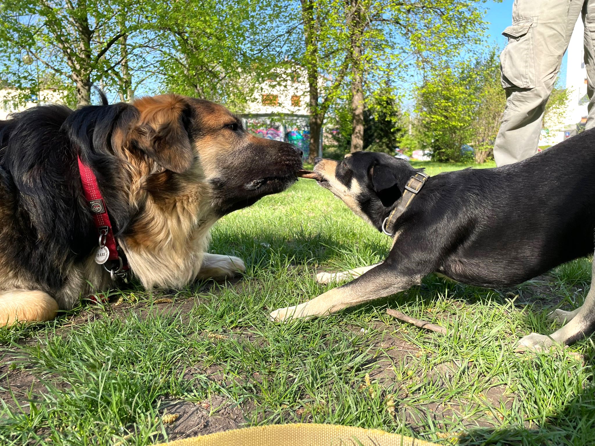 Nazwa:  dawidigoliat2..jpg
Wyświetleń: 133
Rozmiar:  1,21 MB