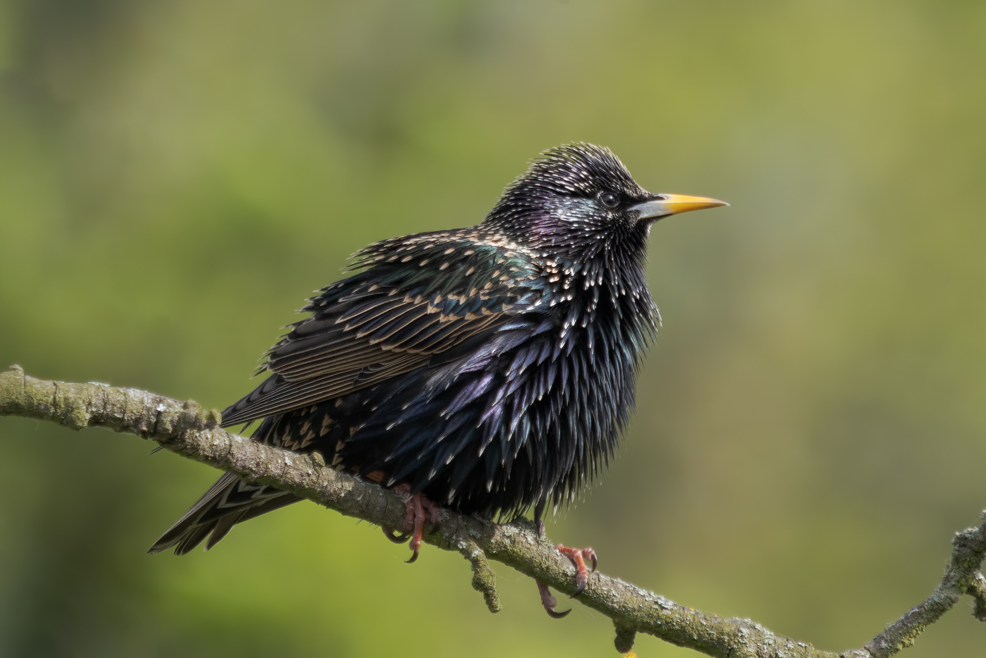 Nazwa:  Sturnus vulgaris - Szpak zwyczajny - 20240413_145143_2000.jpg
Wyświetleń: 510
Rozmiar:  587,0 KB