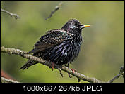 Kliknij obrazek, aby uzyskać większą wersję

Nazwa:	Sturnus vulgaris - Szpak zwyczajny - 20240413_145143_1000.jpg
Wyświetleń:	358
Rozmiar:	267,2 KB
ID:	261223