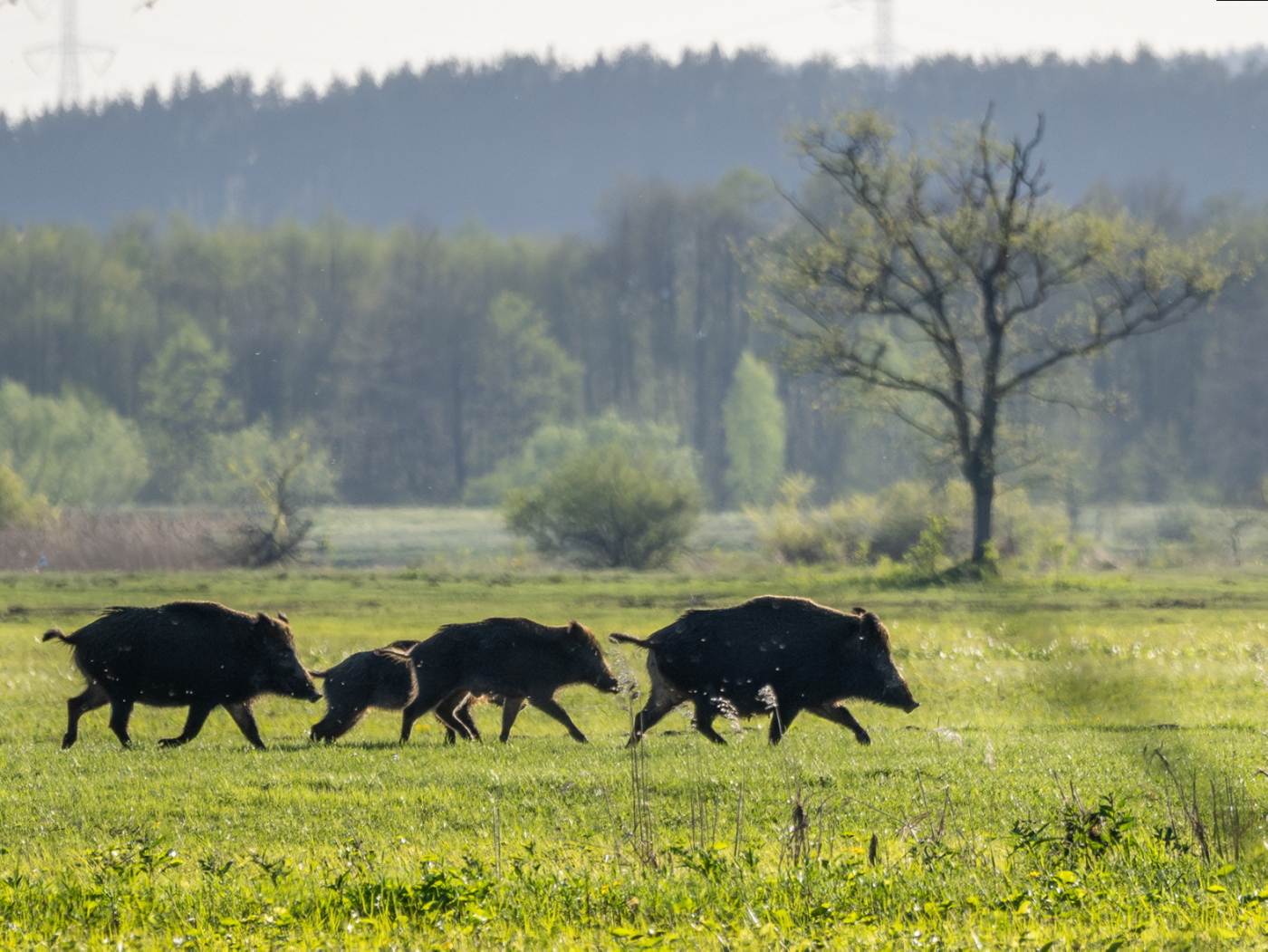 Nazwa:  P4141393_1 (2).jpg
Wyświetleń: 267
Rozmiar:  721,0 KB