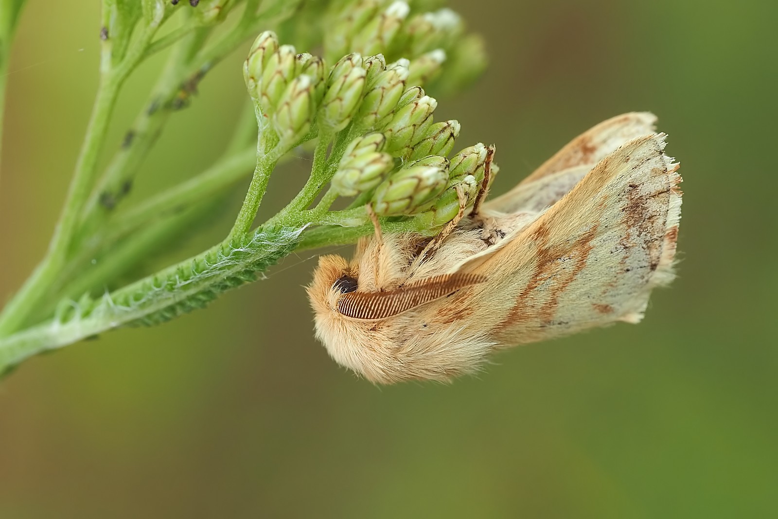 Nazwa:  53656613139_0ba984e144_o.jpg
Wyświetleń: 164
Rozmiar:  242,7 KB