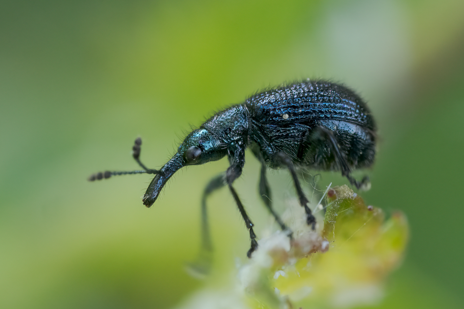 Nazwa:  Apionidae - Pędrusiowate - 20240412_151927_1600.jpg
Wyświetleń: 166
Rozmiar:  721,2 KB