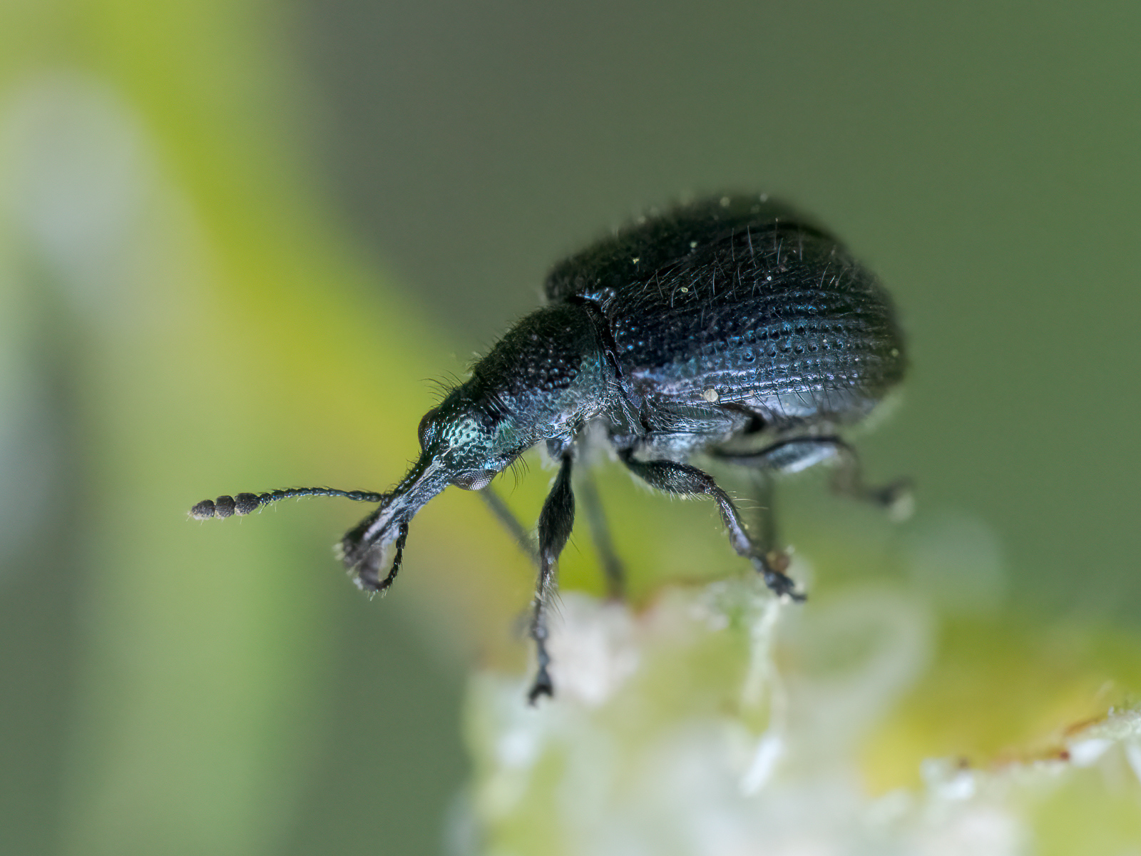 Nazwa:  Apionidae - Pędrusiowate - 20240412_151832-Edit_1600.jpg
Wyświetleń: 177
Rozmiar:  832,1 KB