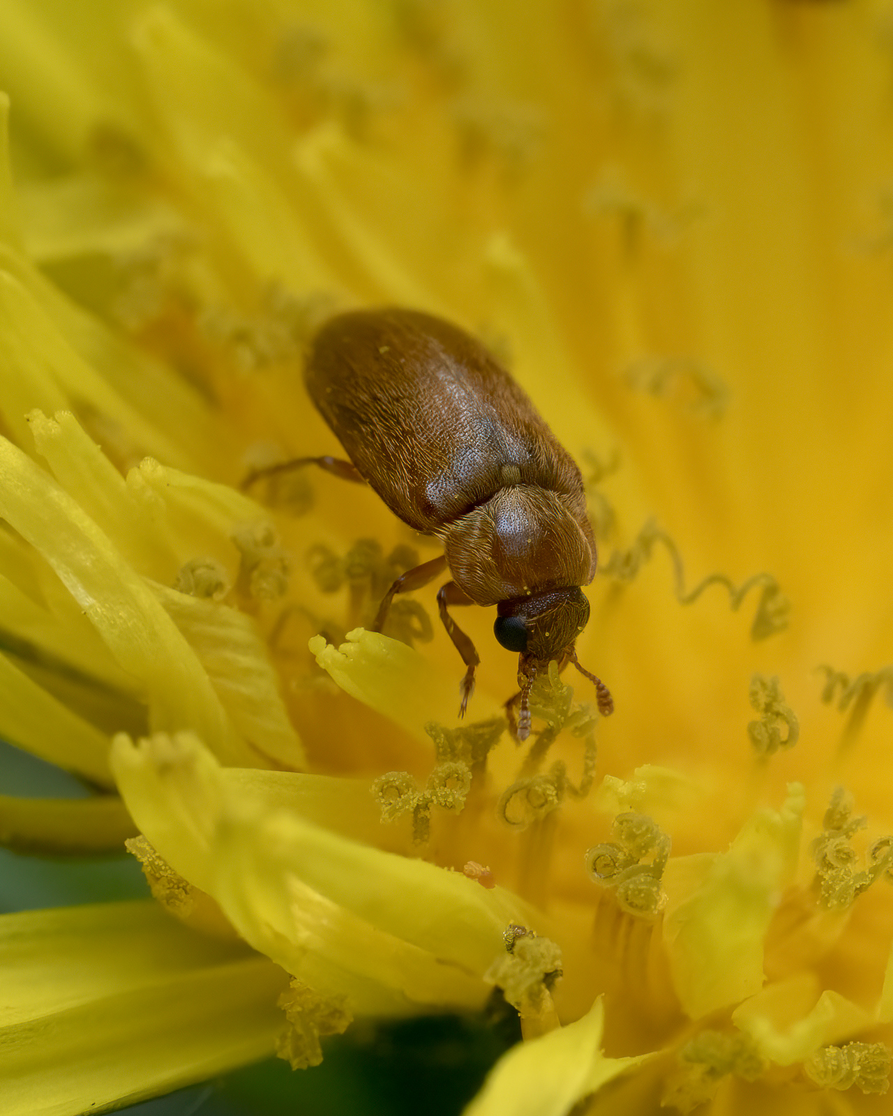 Nazwa:  Byturus tomentosus - Kistnik malinowiec - 20240412_142732_1600.jpg
Wyświetleń: 151
Rozmiar:  1,00 MB