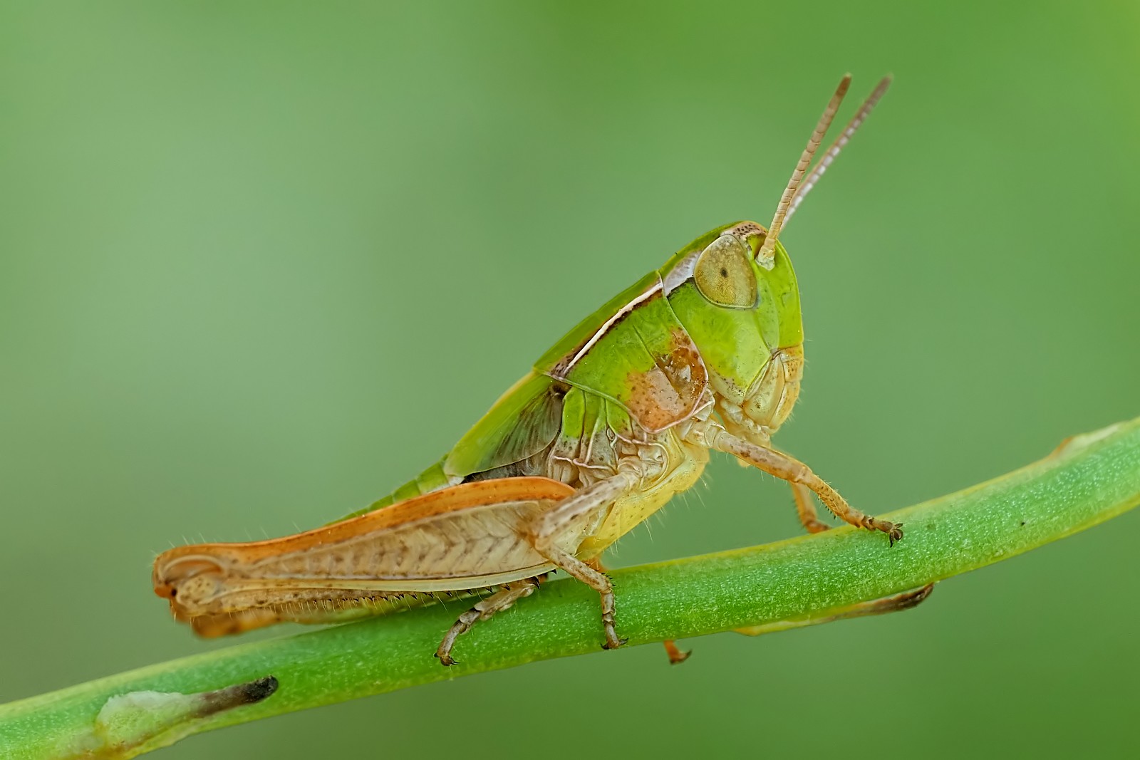 Nazwa:  53658714009_df0f5b8af0_o.jpg
Wyświetleń: 144
Rozmiar:  177,6 KB